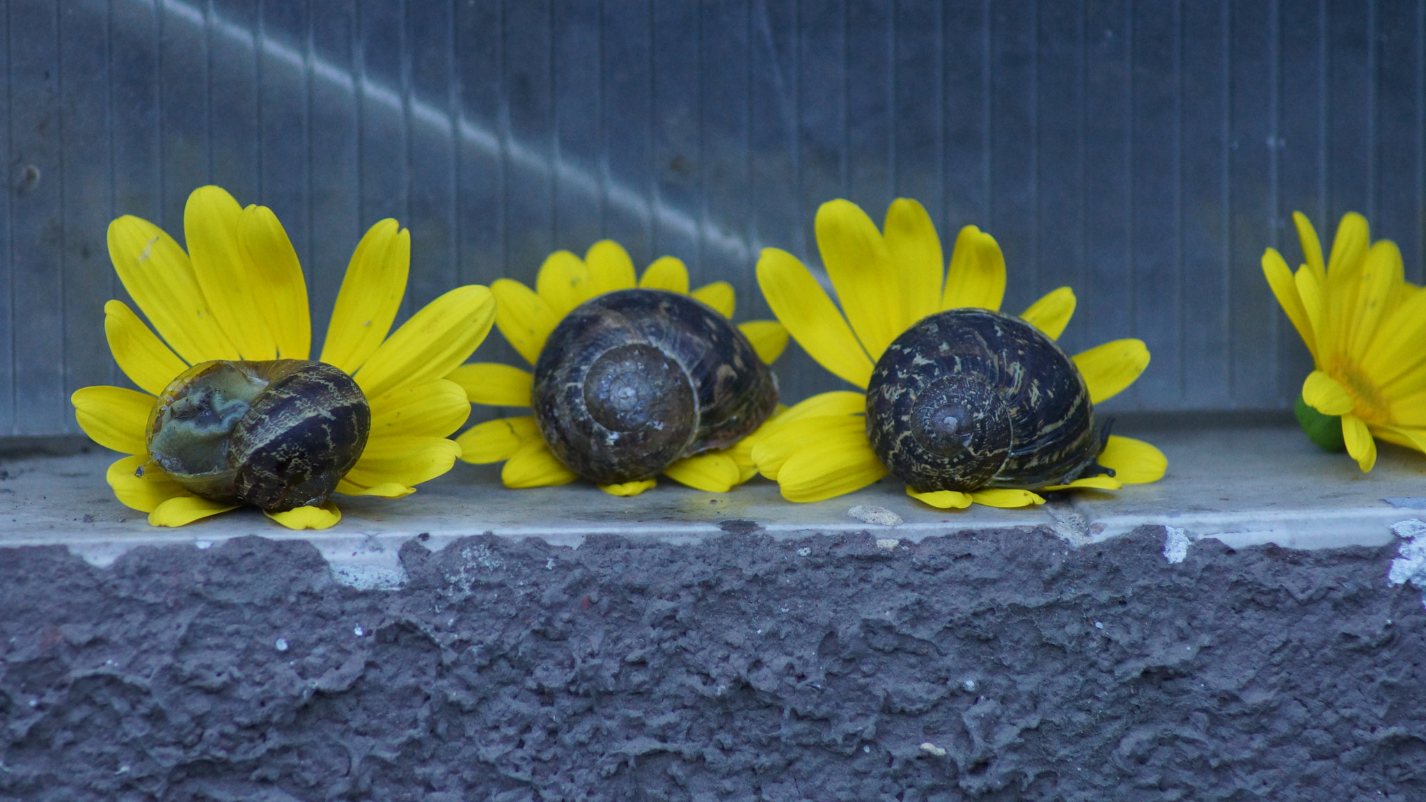 Sony 75-300mm F4.5-5.6 sample photo. Dsc photography