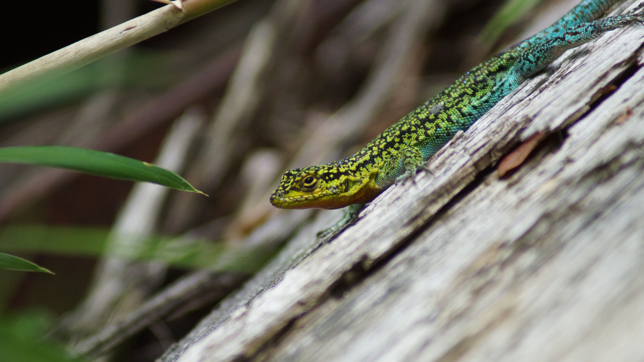 Sony 75-300mm F4.5-5.6 sample photo. Dsc photography
