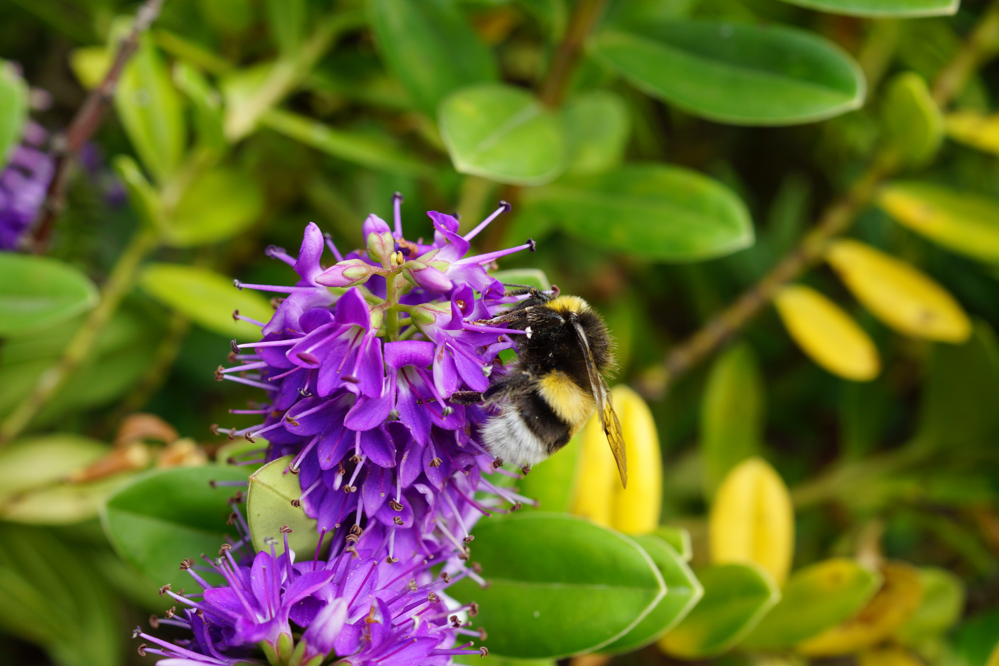 Sony SLT-A65 (SLT-A65V) + Sony DT 30mm F2.8 Macro SAM sample photo. Dsc photography