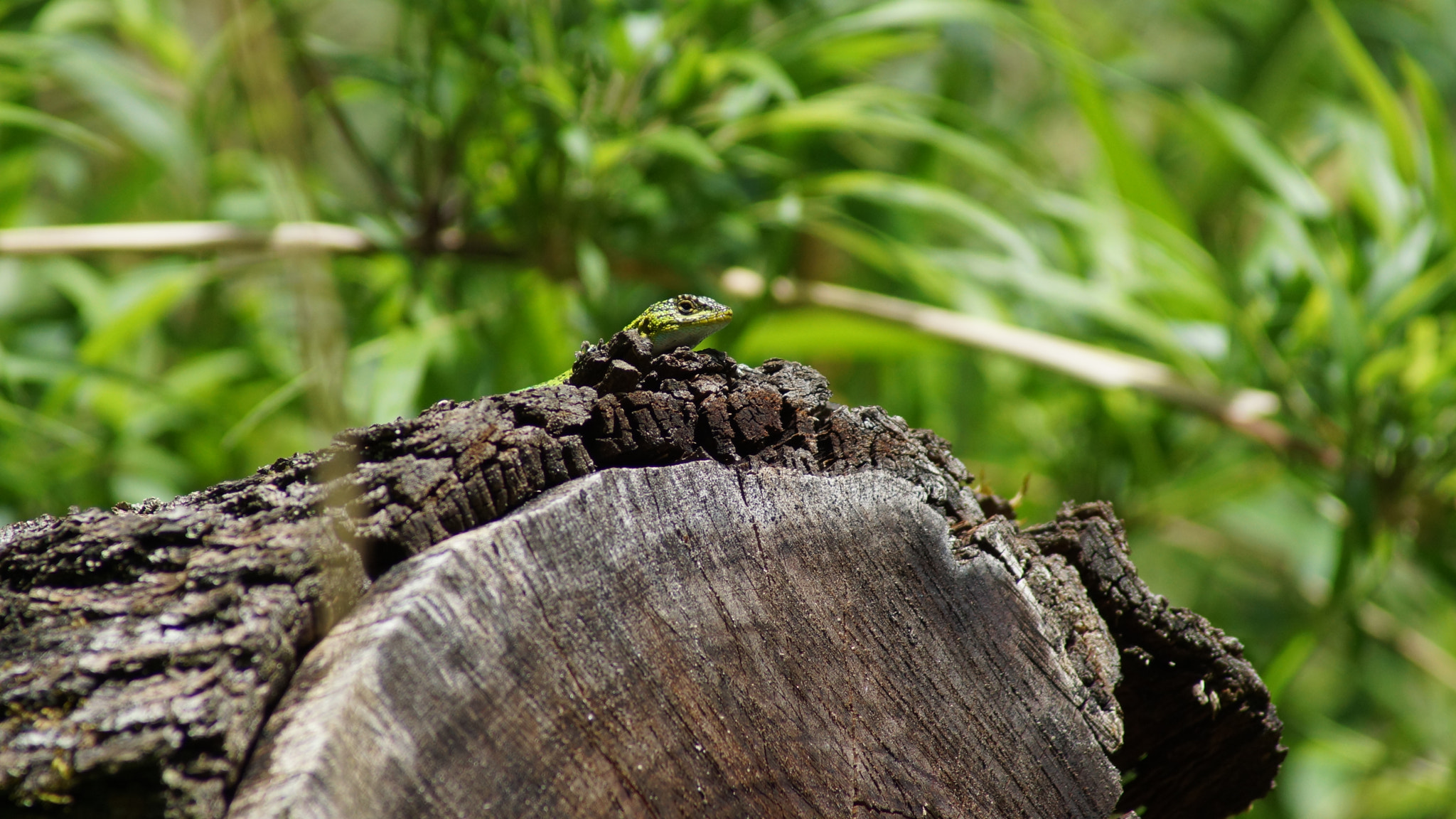 Sony 75-300mm F4.5-5.6 sample photo. Dsc photography