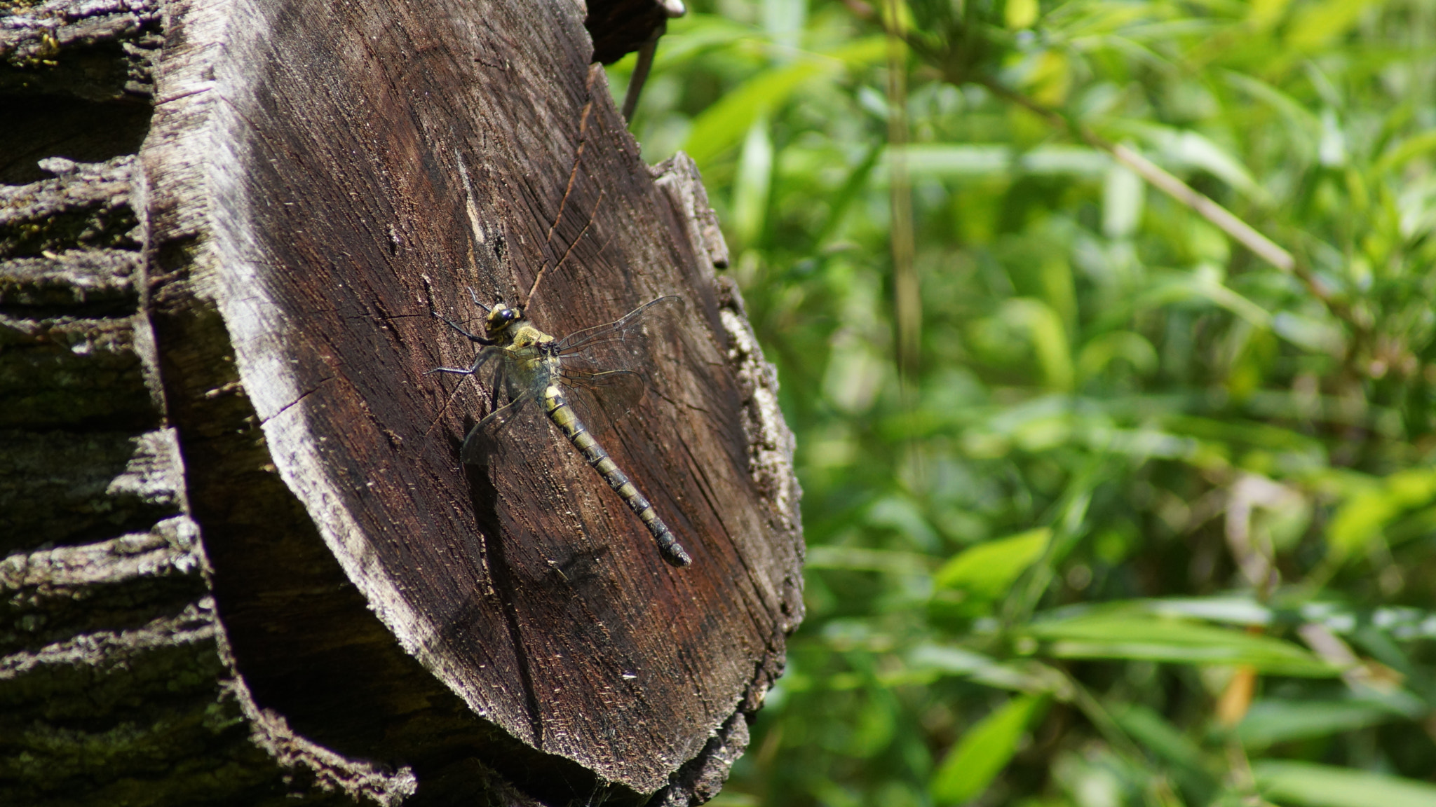 Sony 75-300mm F4.5-5.6 sample photo. Dsc photography