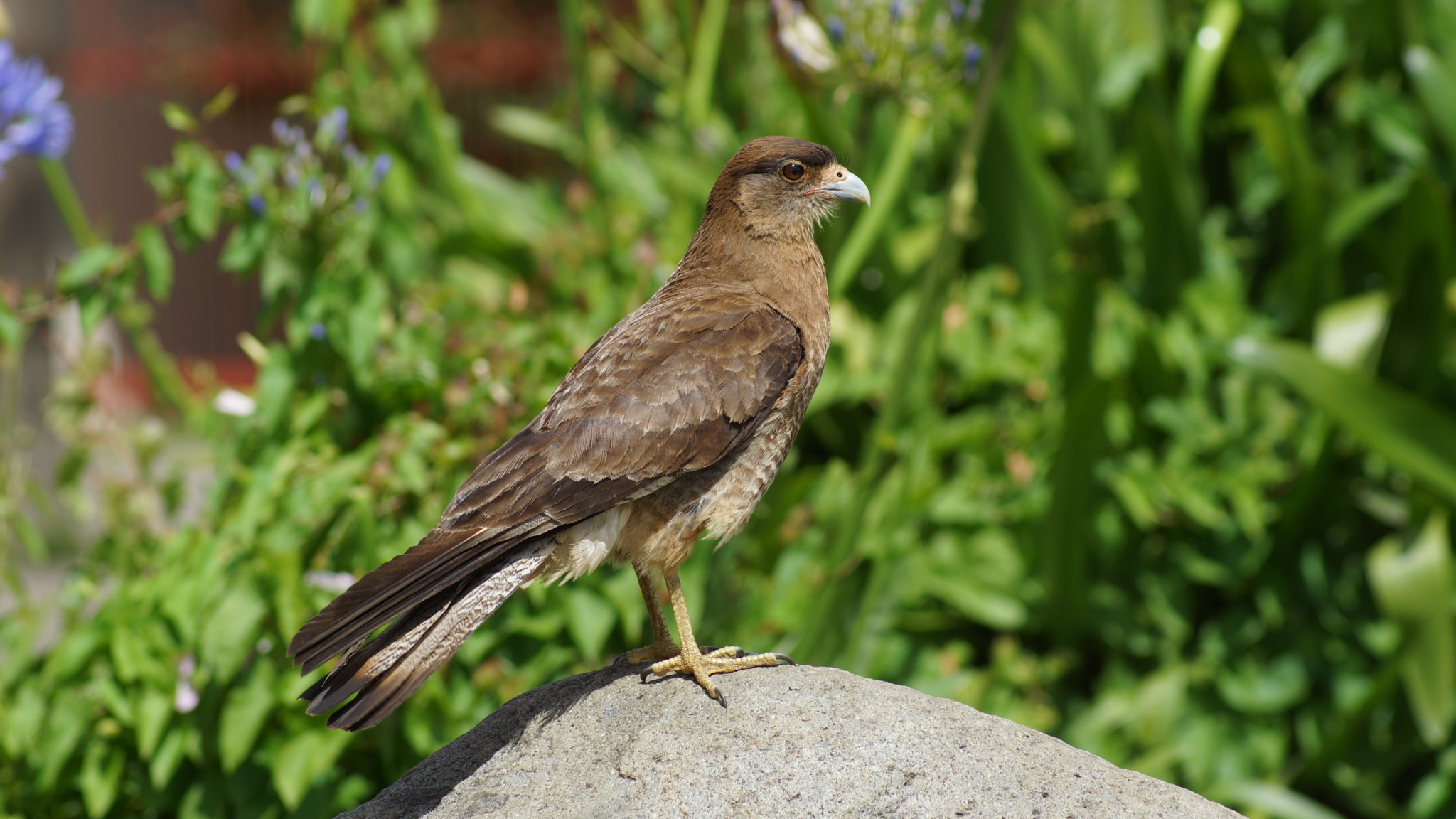 Sony 75-300mm F4.5-5.6 sample photo. Dsc photography