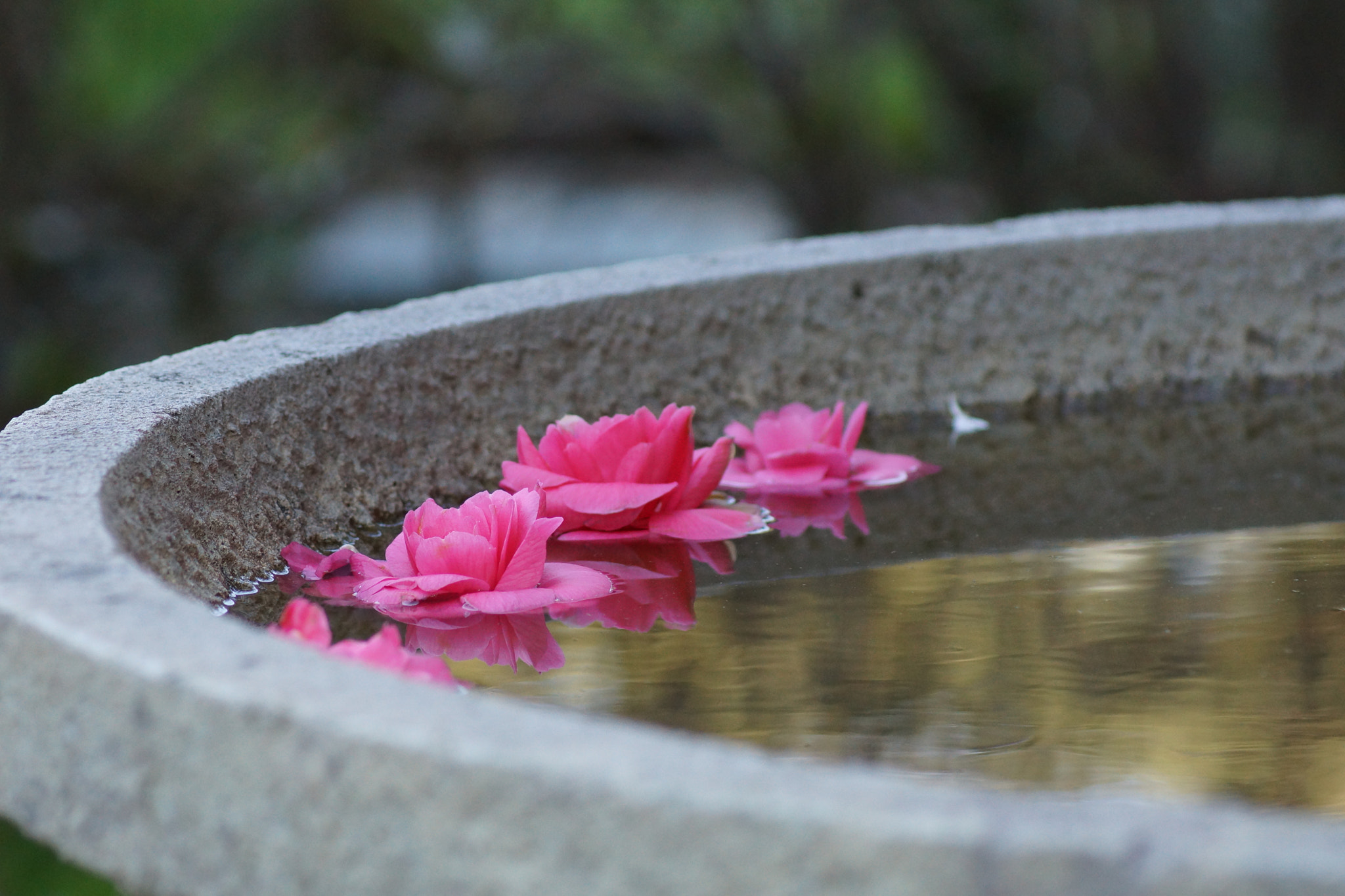 Sony 75-300mm F4.5-5.6 sample photo. Dsc photography
