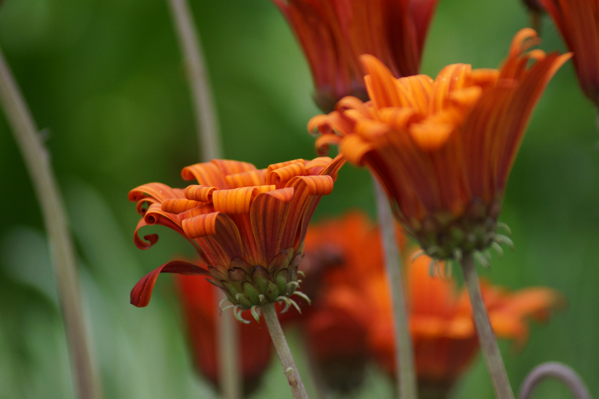 Sony 75-300mm F4.5-5.6 sample photo. Dsc photography