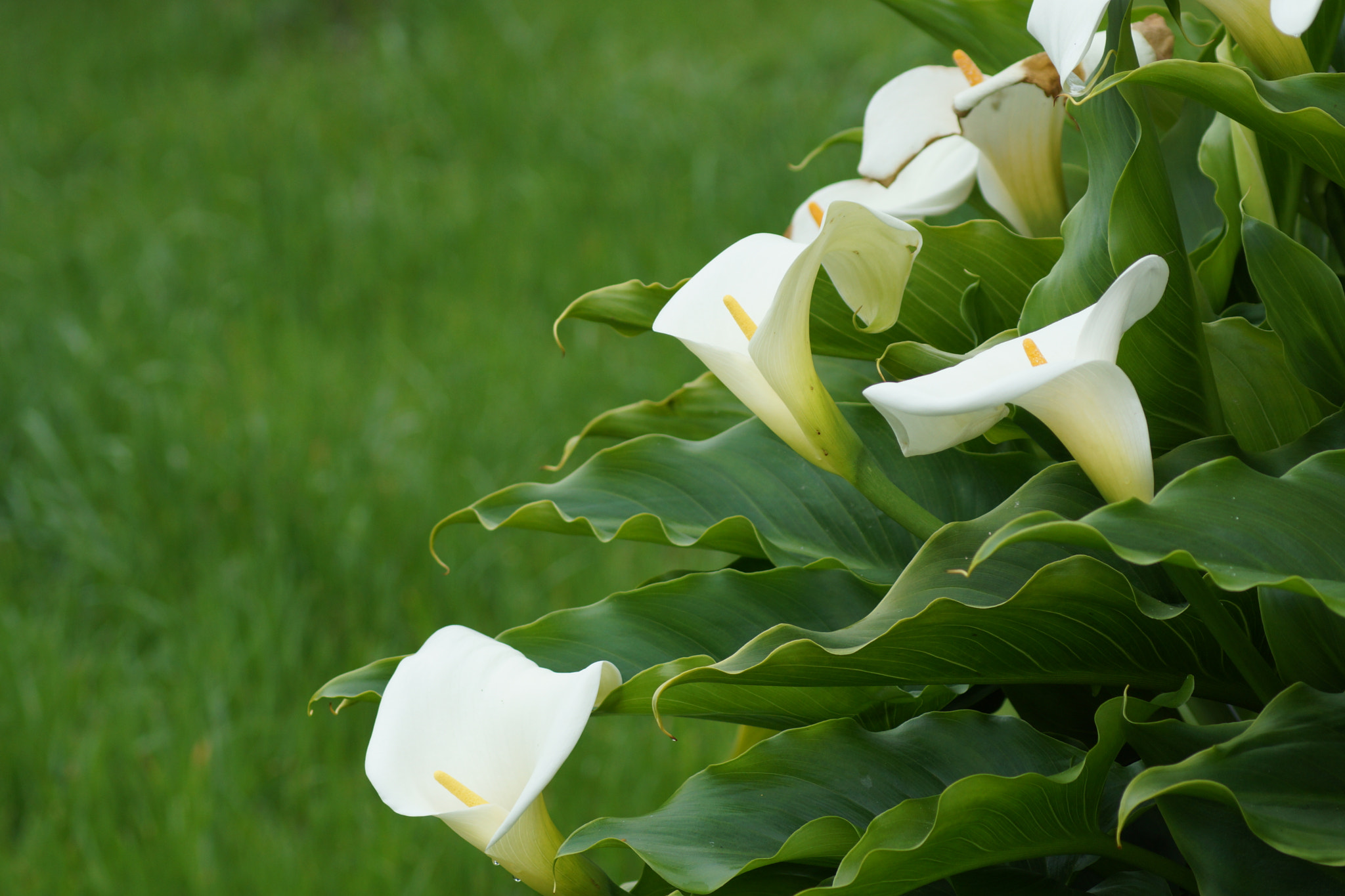 Sony 75-300mm F4.5-5.6 sample photo. Dsc photography