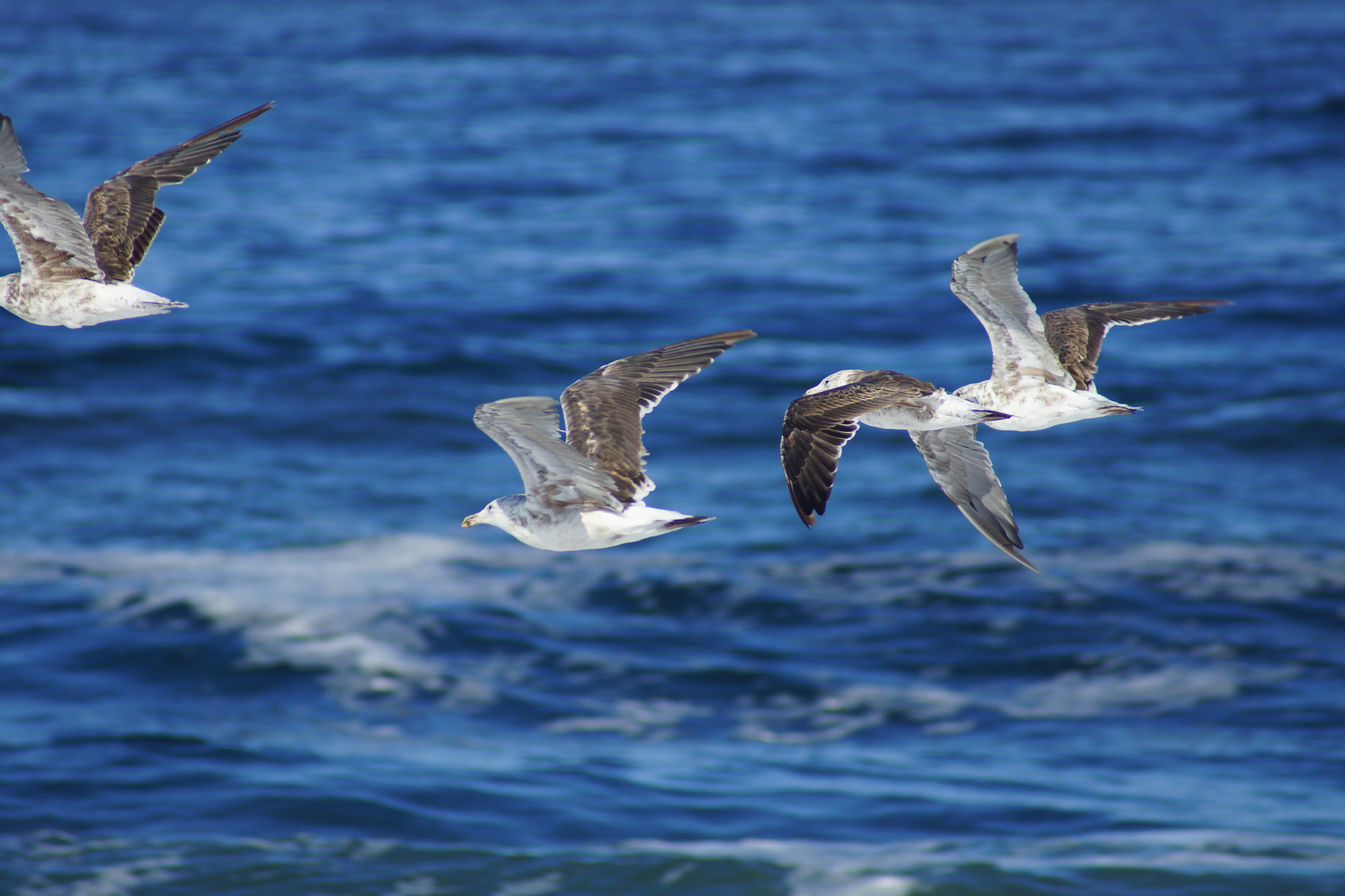 Sony 75-300mm F4.5-5.6 sample photo. Dsc photography