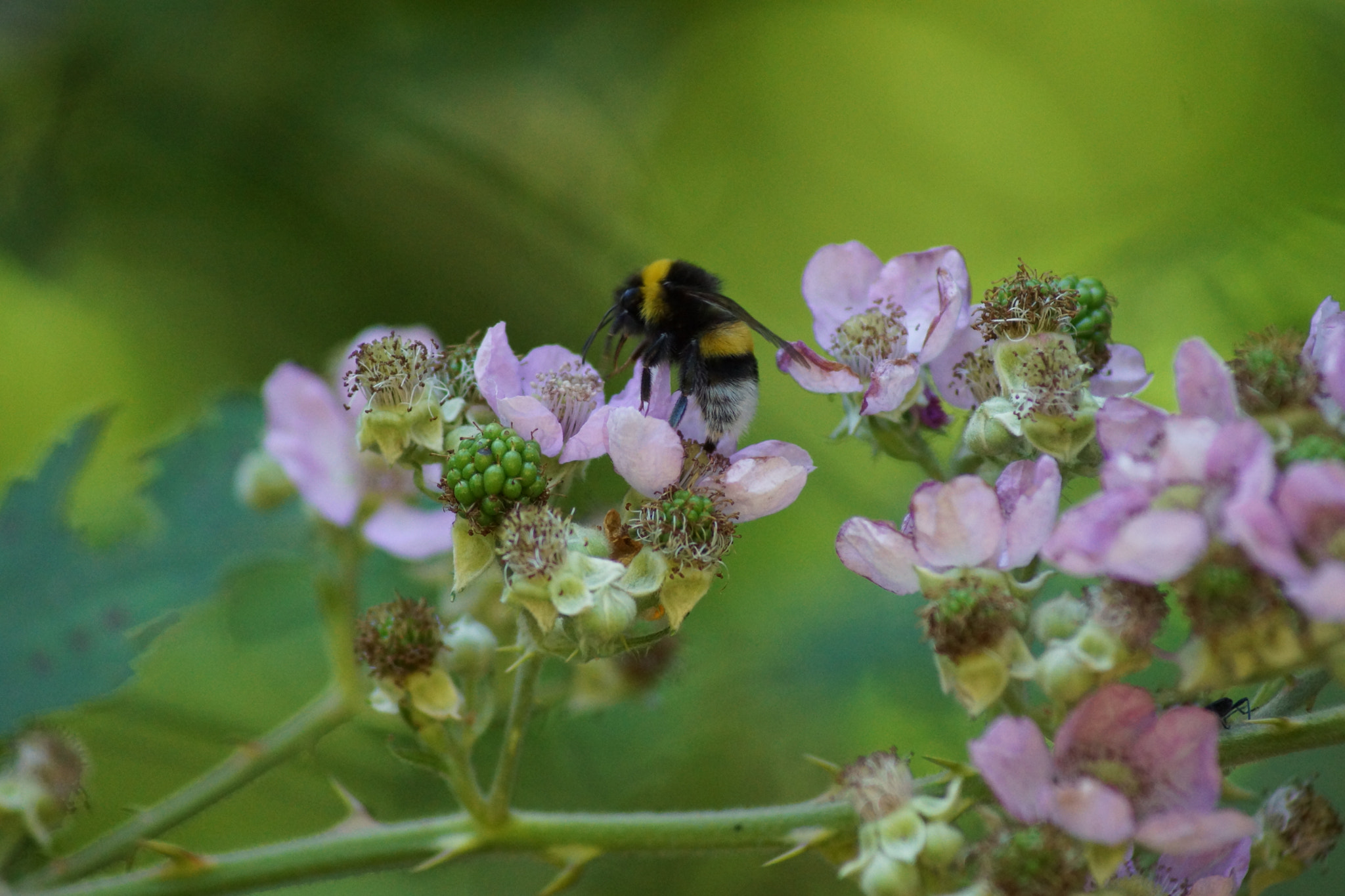 Sony 75-300mm F4.5-5.6 sample photo. Dsc photography