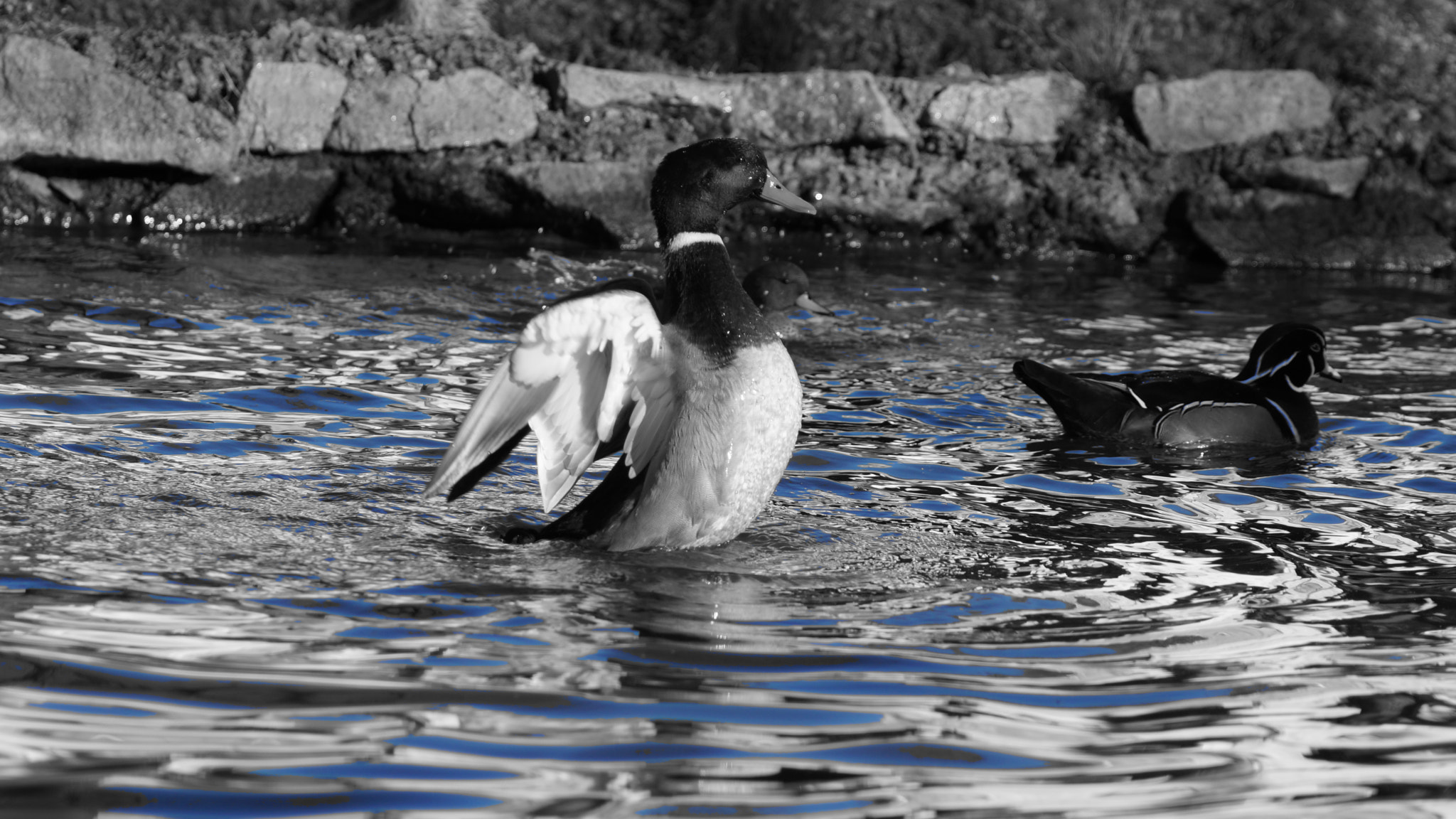 Sony 75-300mm F4.5-5.6 sample photo. Dsc photography
