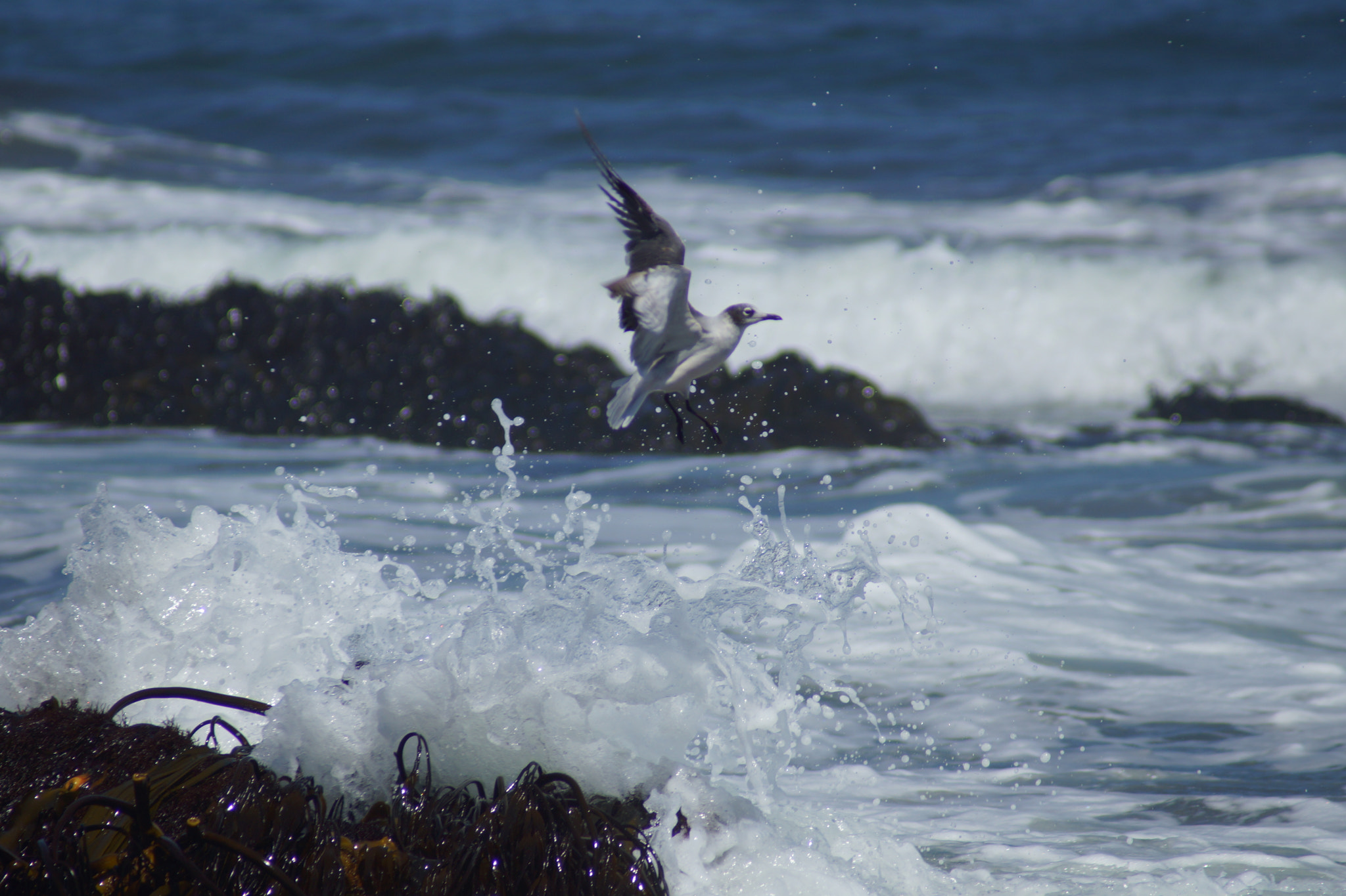 Sony 75-300mm F4.5-5.6 sample photo. Dsc photography