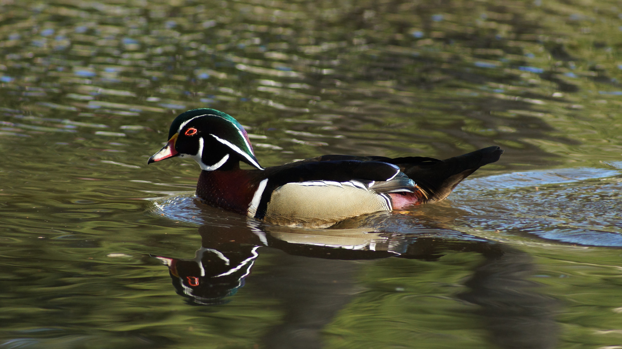 Sony 75-300mm F4.5-5.6 sample photo. Dsc photography