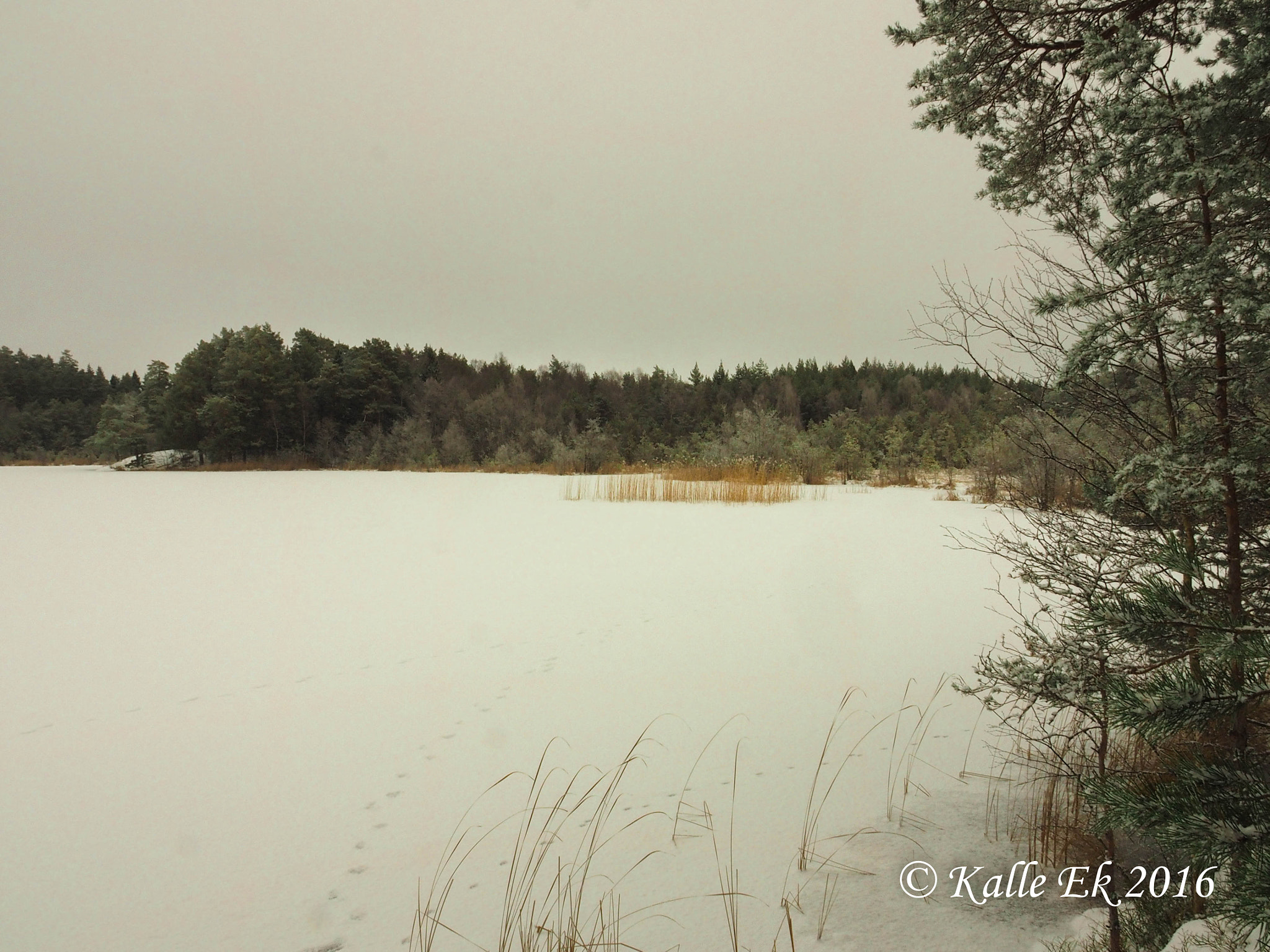 Olympus OM-D E-M1 sample photo. The lake in the forest, in winter photography
