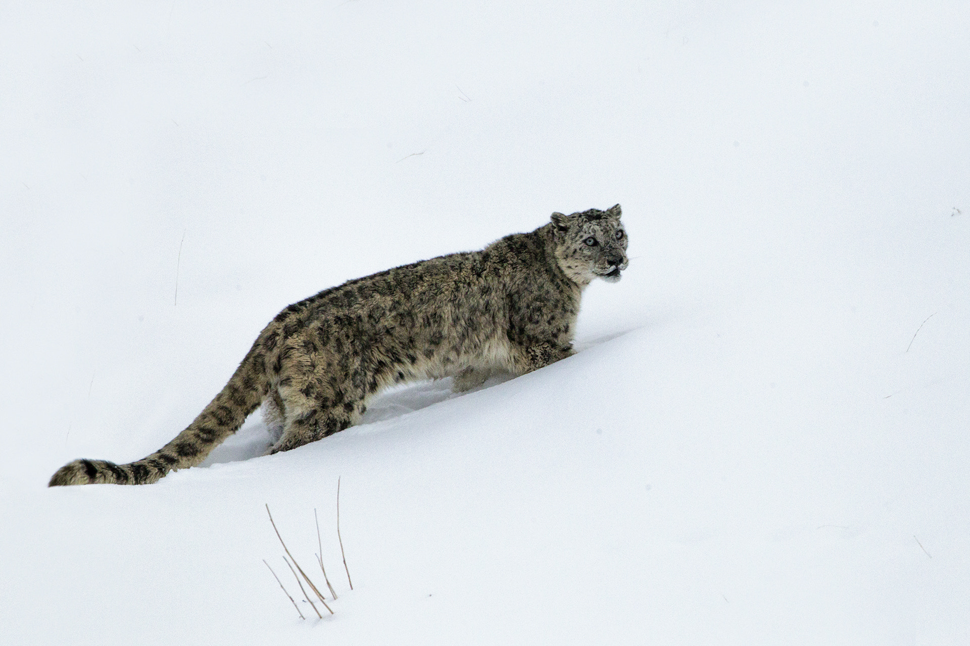 Canon EOS-1D Mark IV + Canon EF 500mm F4L IS USM sample photo. The grey ghost of the mountain photography