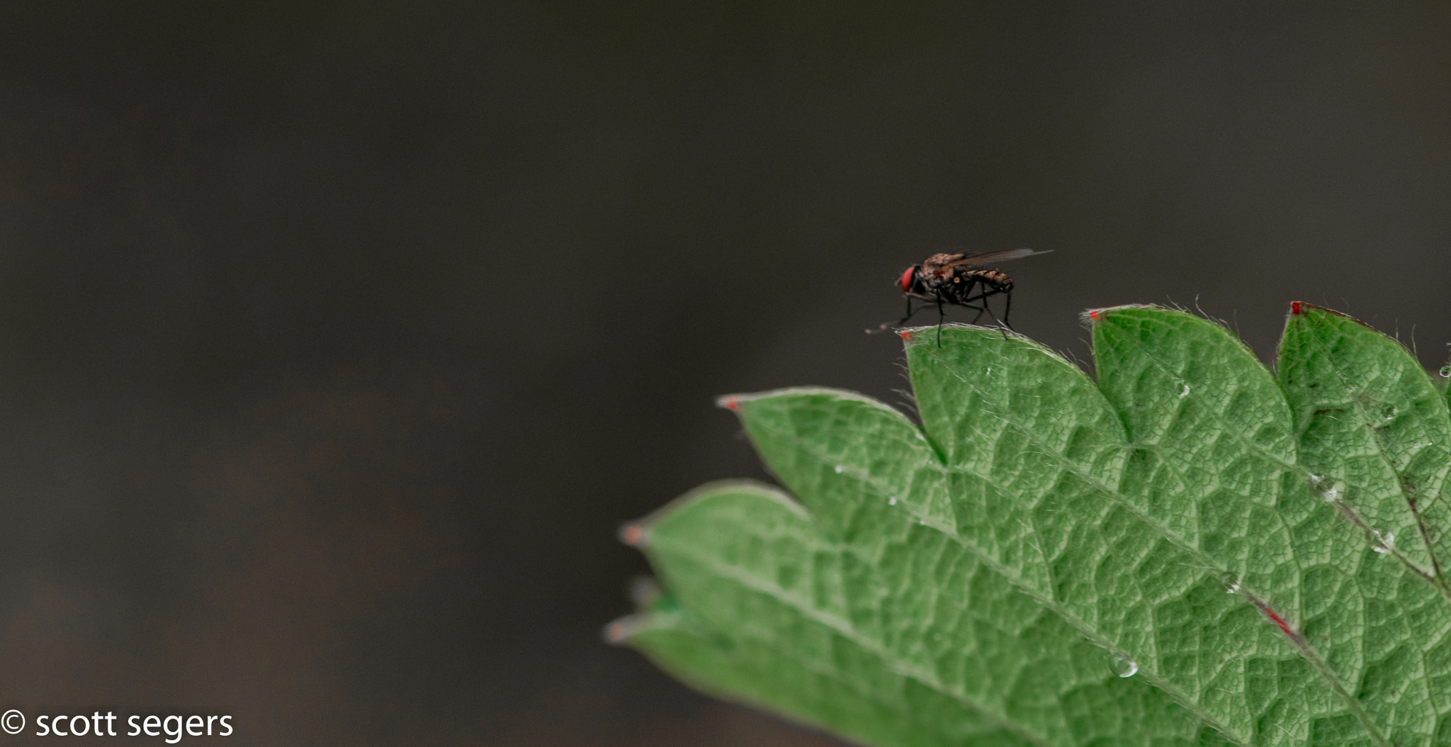 Sigma 105mm F2.8 EX DG OS HSM sample photo. Flyleaf photography