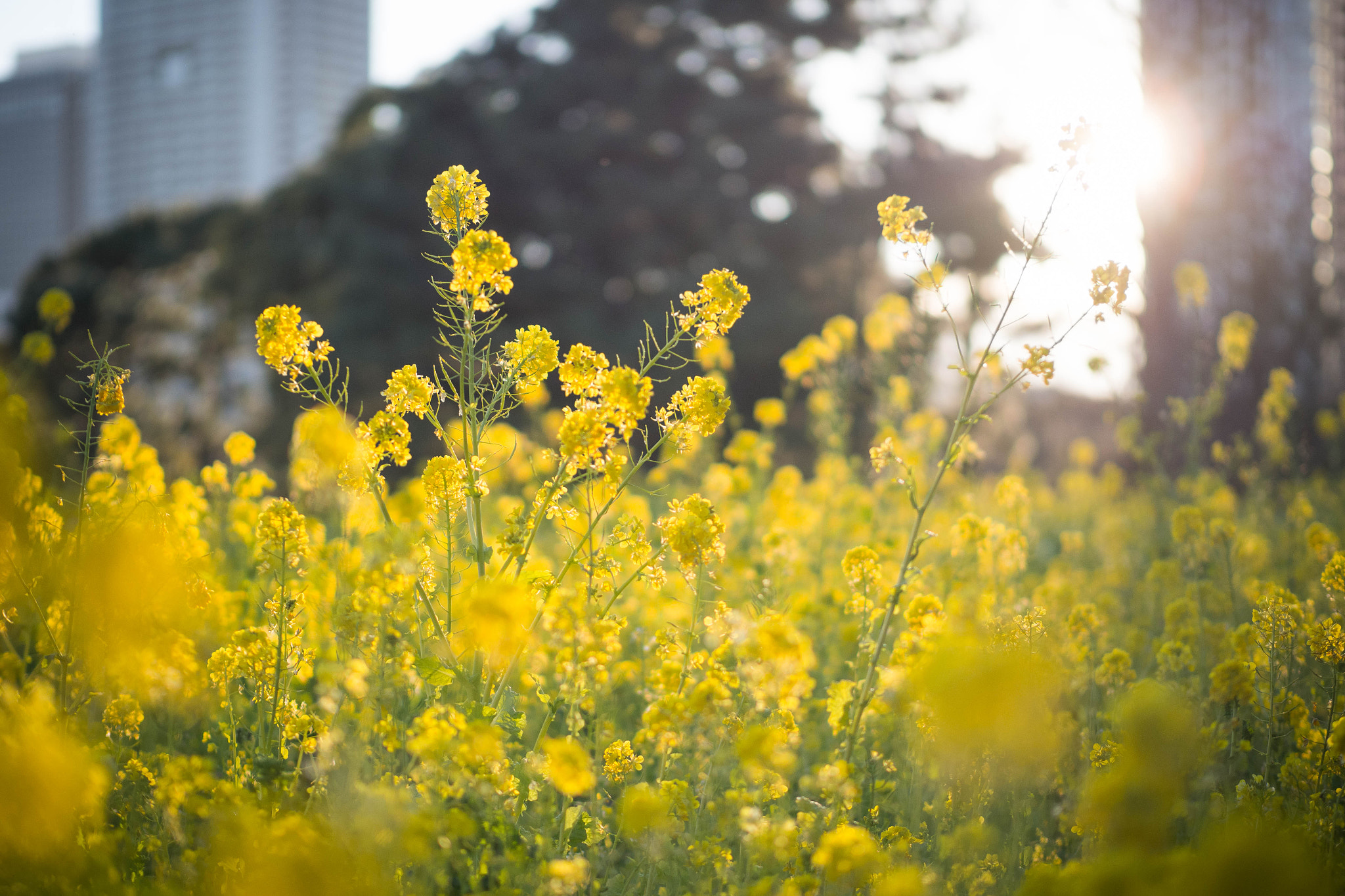 Panasonic Leica DG Nocticron 42.5mm F1.2 ASPH OIS sample photo