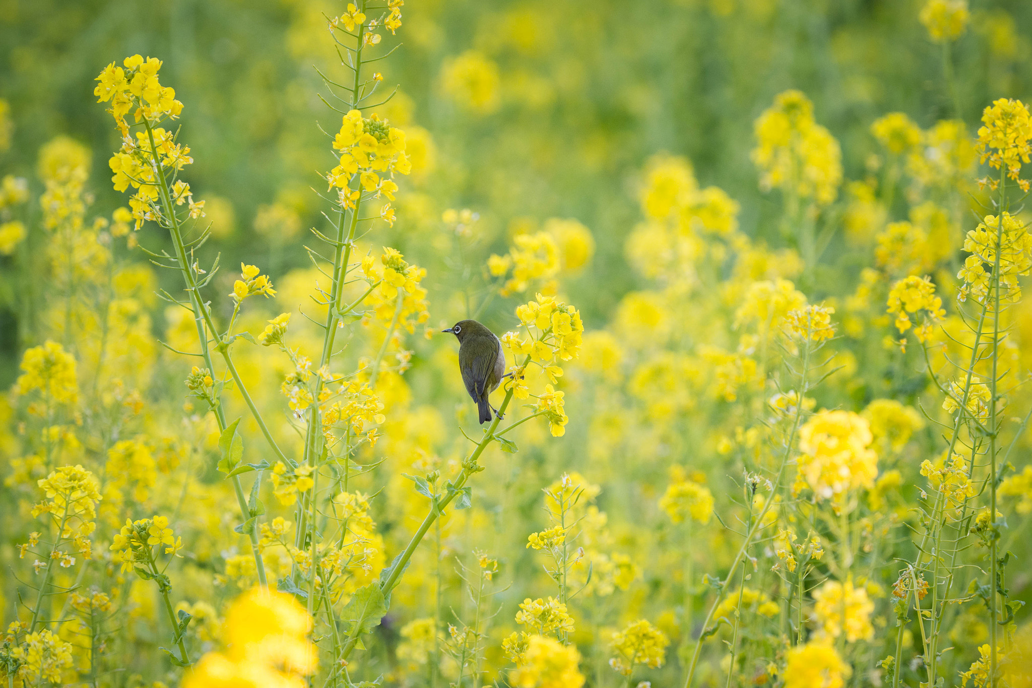 Olympus OM-D E-M1 Mark II + Olympus M.Zuiko Digital ED 40-150mm F2.8 Pro sample photo