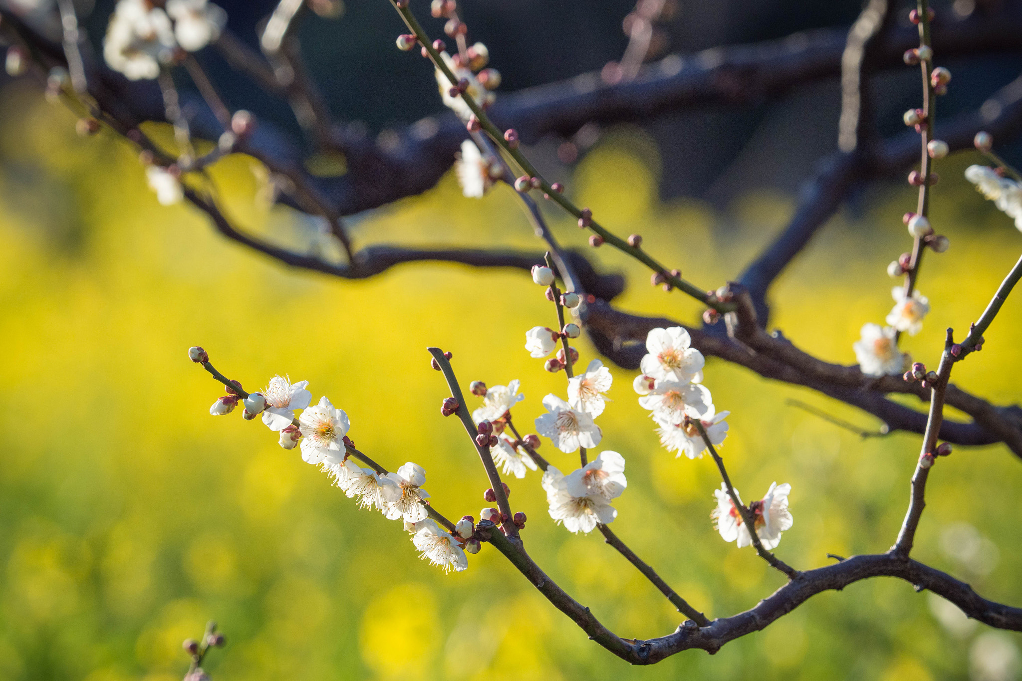 Olympus OM-D E-M1 Mark II + Olympus M.Zuiko Digital ED 40-150mm F2.8 Pro sample photo