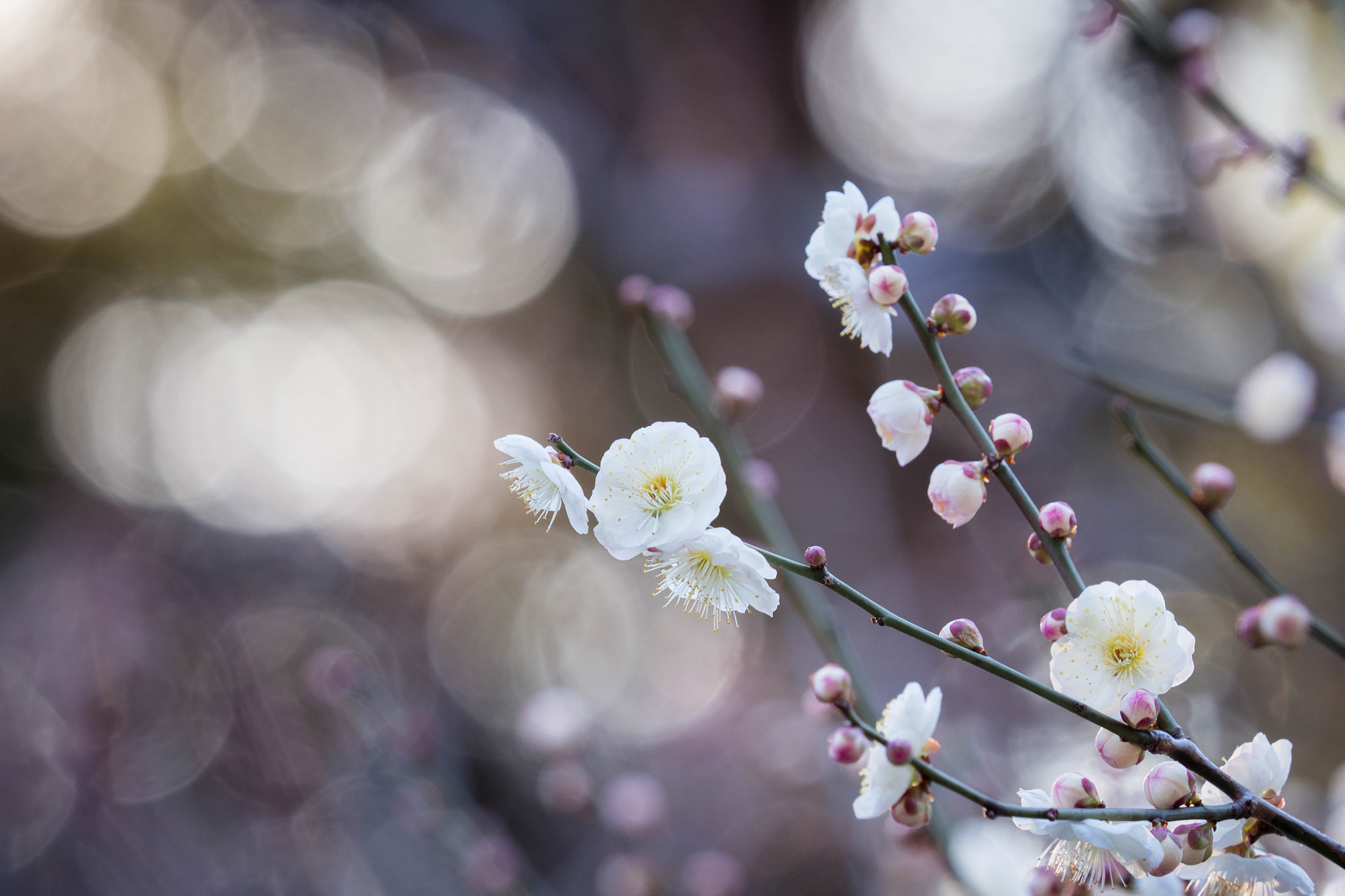 Olympus OM-D E-M1 Mark II + Olympus M.Zuiko Digital ED 40-150mm F2.8 Pro sample photo