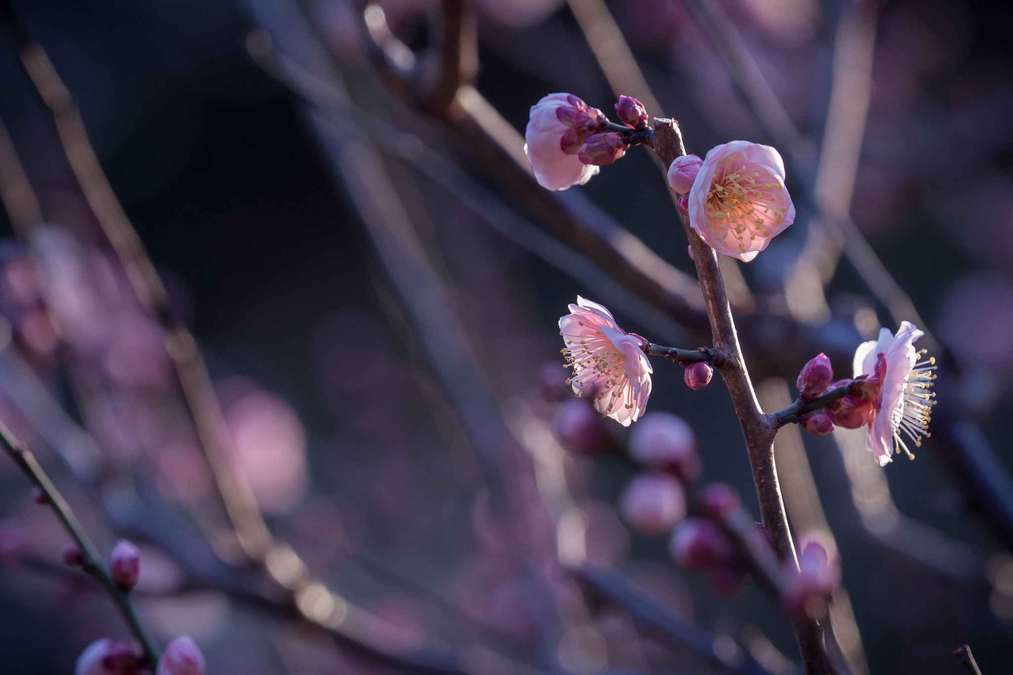 Olympus OM-D E-M1 Mark II + Olympus M.Zuiko Digital ED 40-150mm F2.8 Pro sample photo
