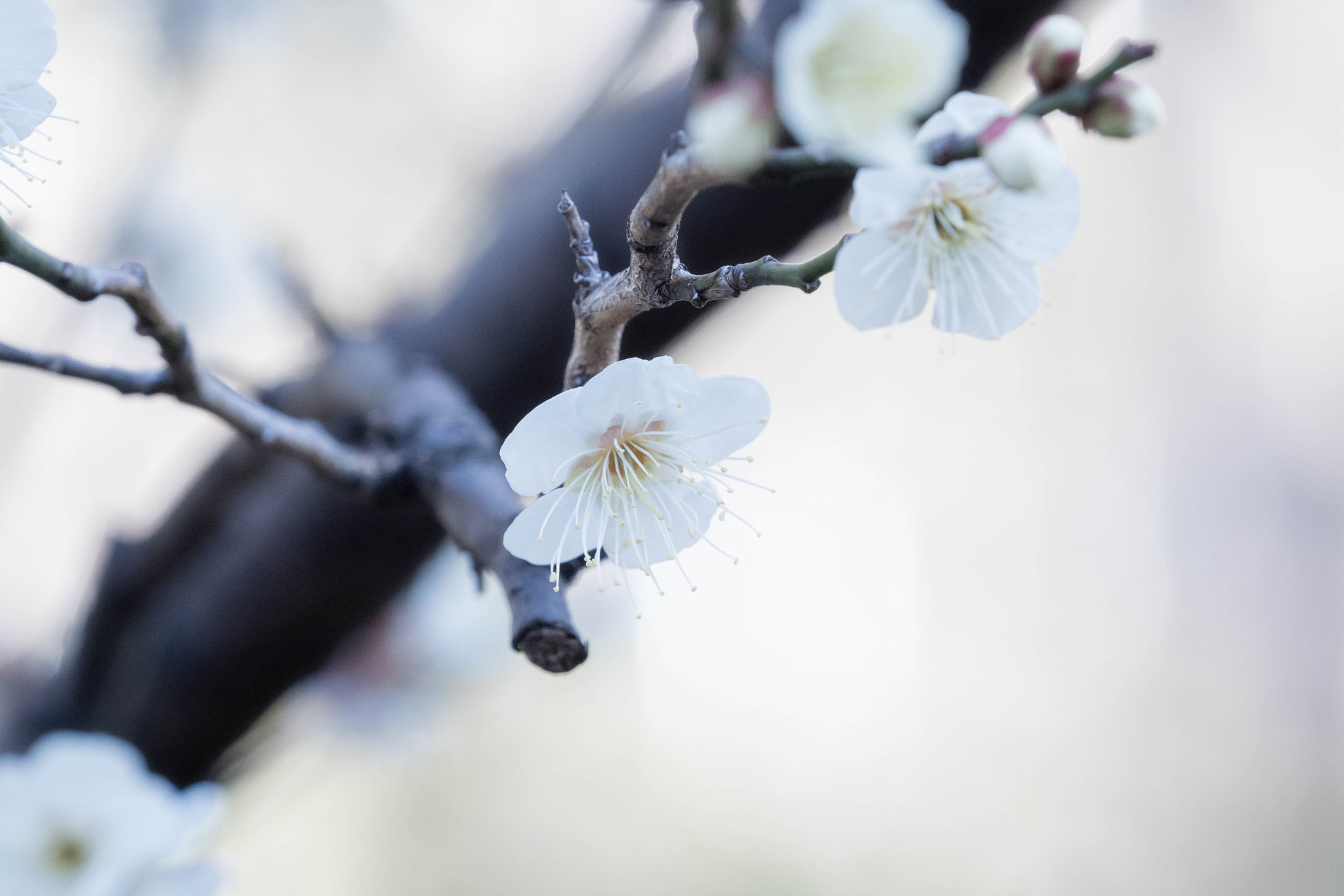 Olympus OM-D E-M1 Mark II + Olympus M.Zuiko Digital ED 40-150mm F2.8 Pro sample photo