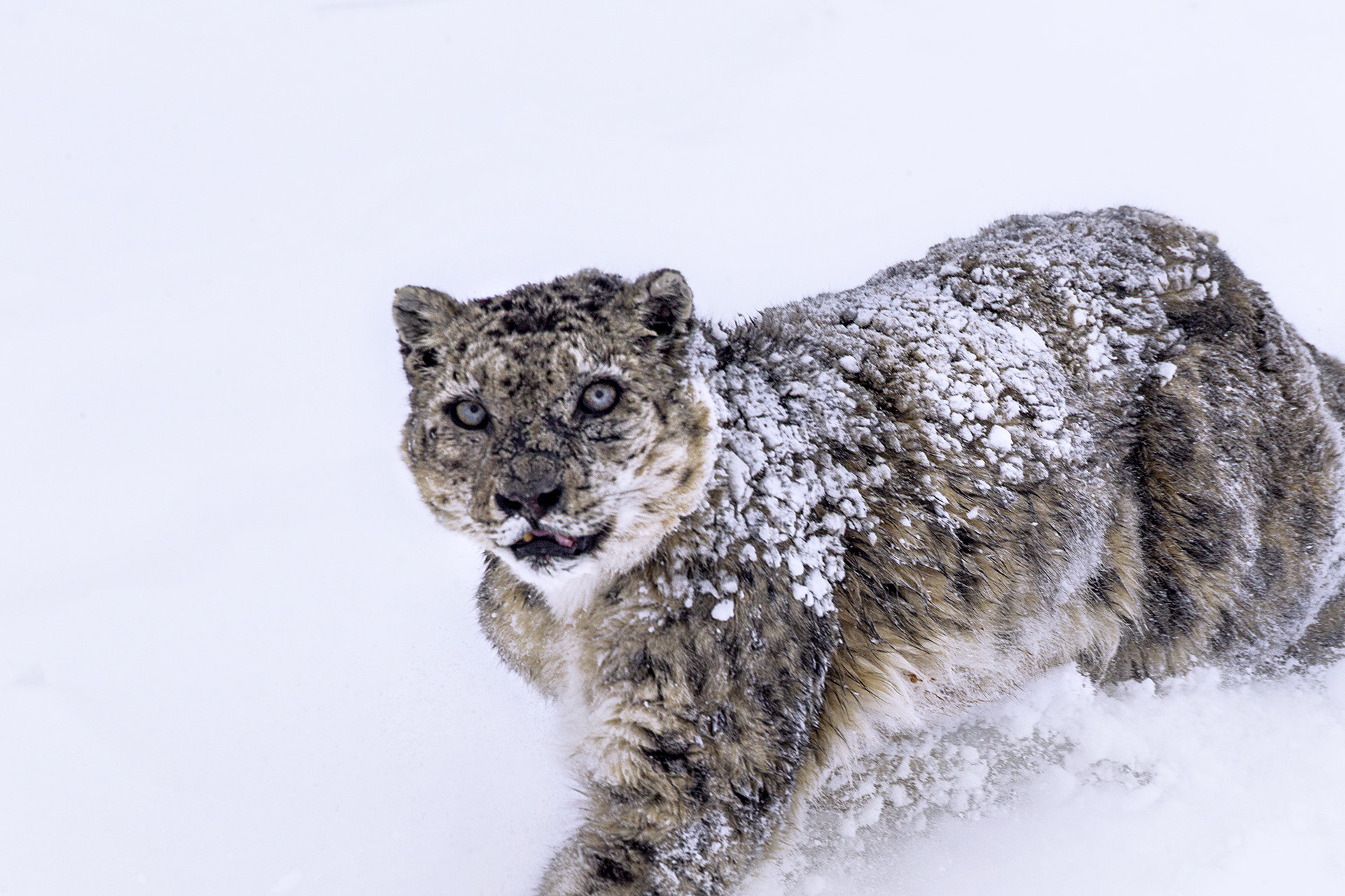 Canon EF 500mm F4L IS USM sample photo. The stare of the grey ghost photography