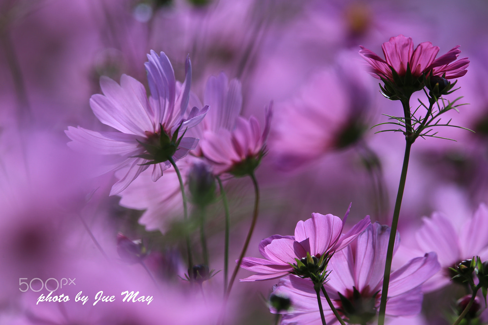 150-600mm F5-6.3 DG OS HSM | Contemporary 015 sample photo. 波斯菊花海 photography