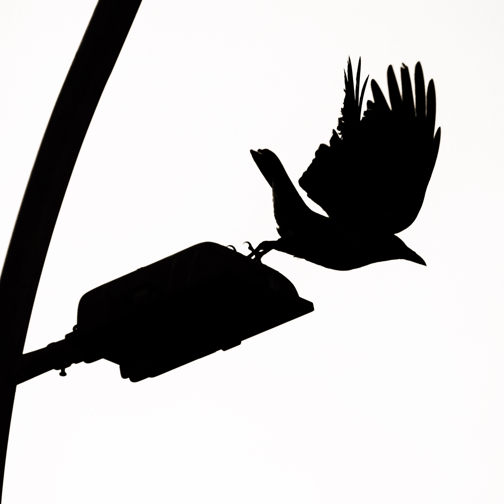 Canon EOS 600D (Rebel EOS T3i / EOS Kiss X5) + Canon EF-S 55-250mm F4-5.6 IS II sample photo. Bird in shadow... photography