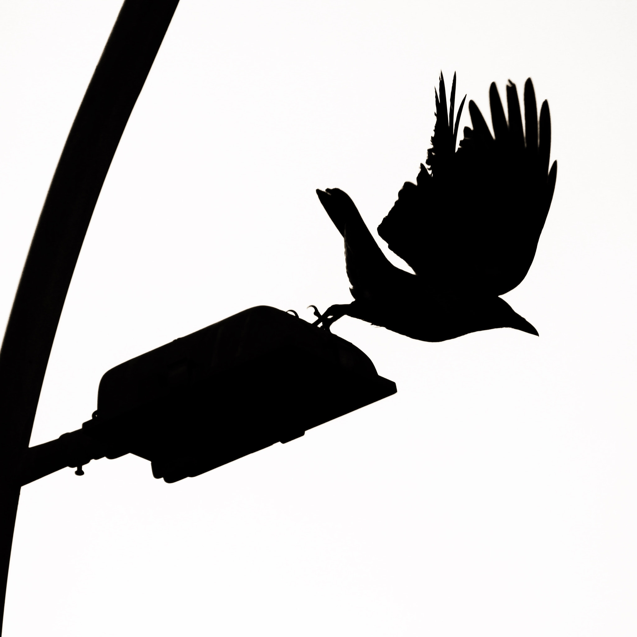Canon EOS 600D (Rebel EOS T3i / EOS Kiss X5) sample photo. Bird in shadow... photography