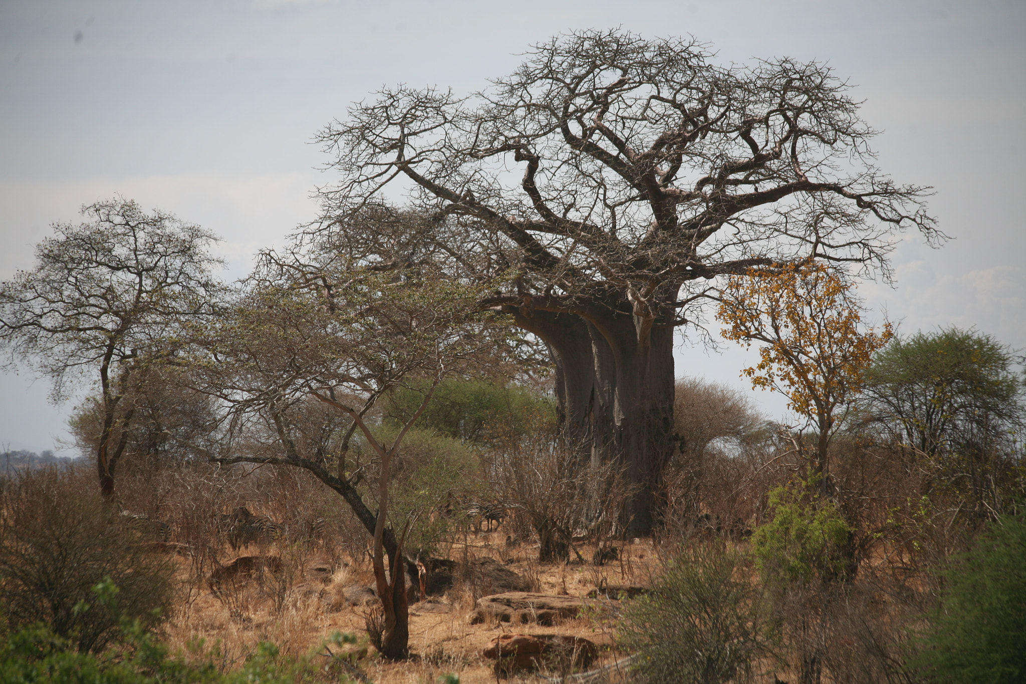 Canon EF 70-300mm F4-5.6 IS USM sample photo. Tarangire and serengeti photography