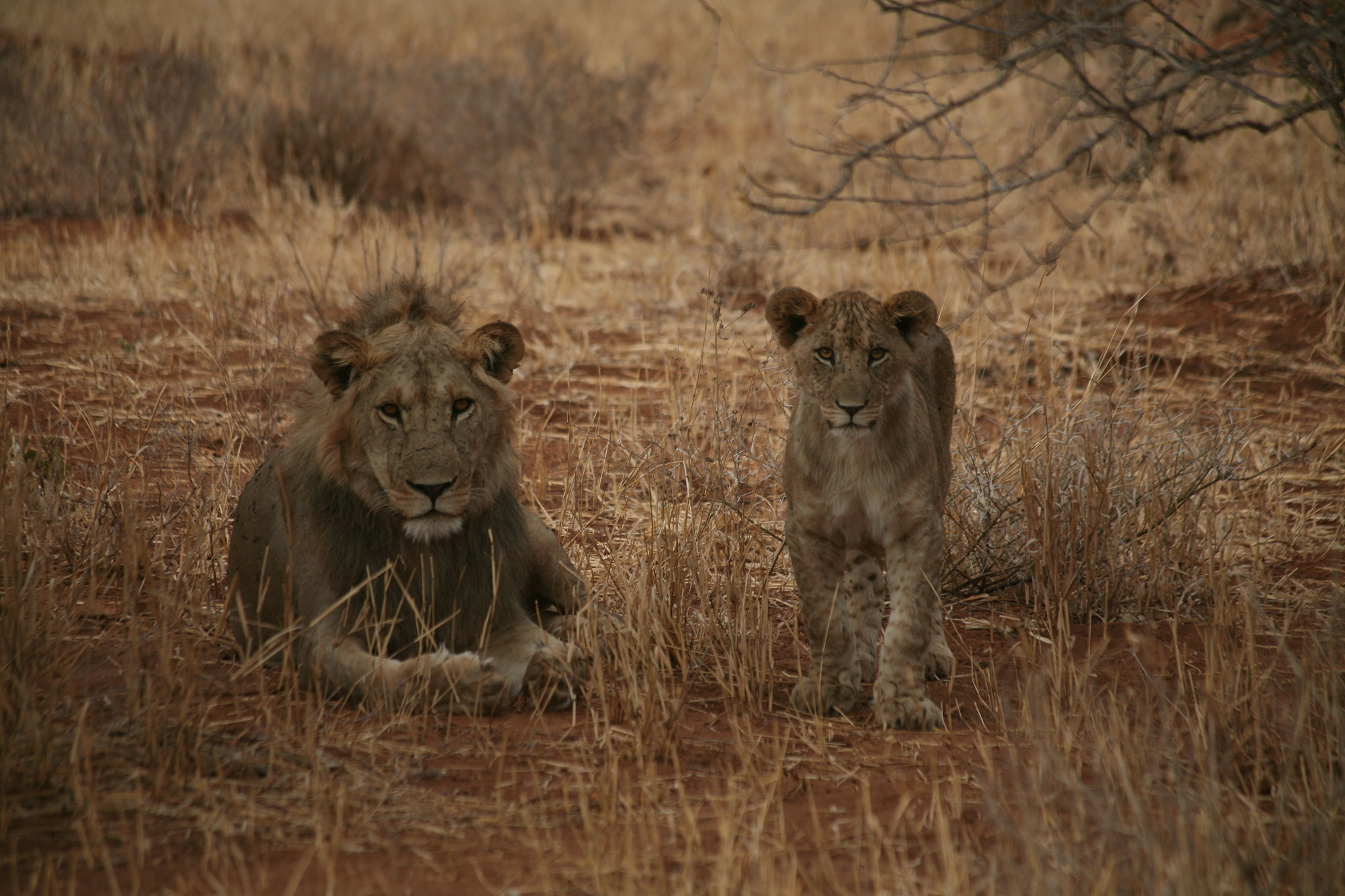 Canon EF 70-300mm F4-5.6 IS USM sample photo. Tarangire and serengeti photography