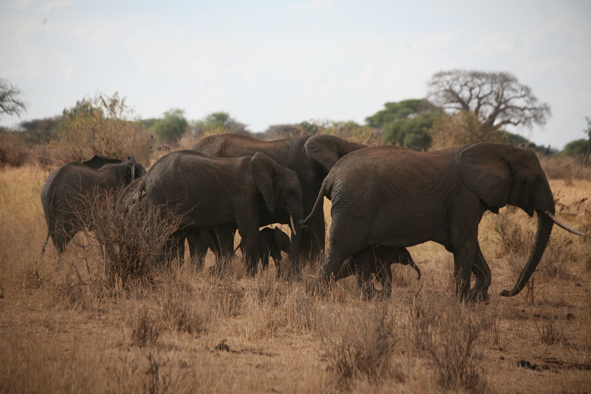 Canon EF 70-300mm F4-5.6 IS USM sample photo. Tarangire and serengeti photography