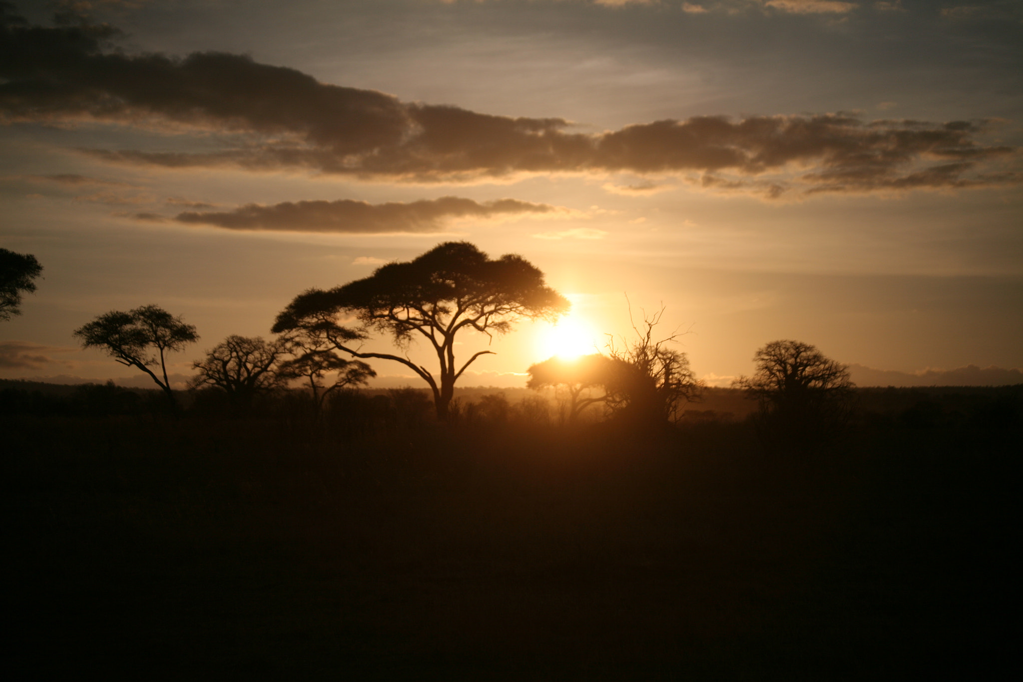 Canon EF 70-300mm F4-5.6 IS USM sample photo. Tarangire and serengeti photography