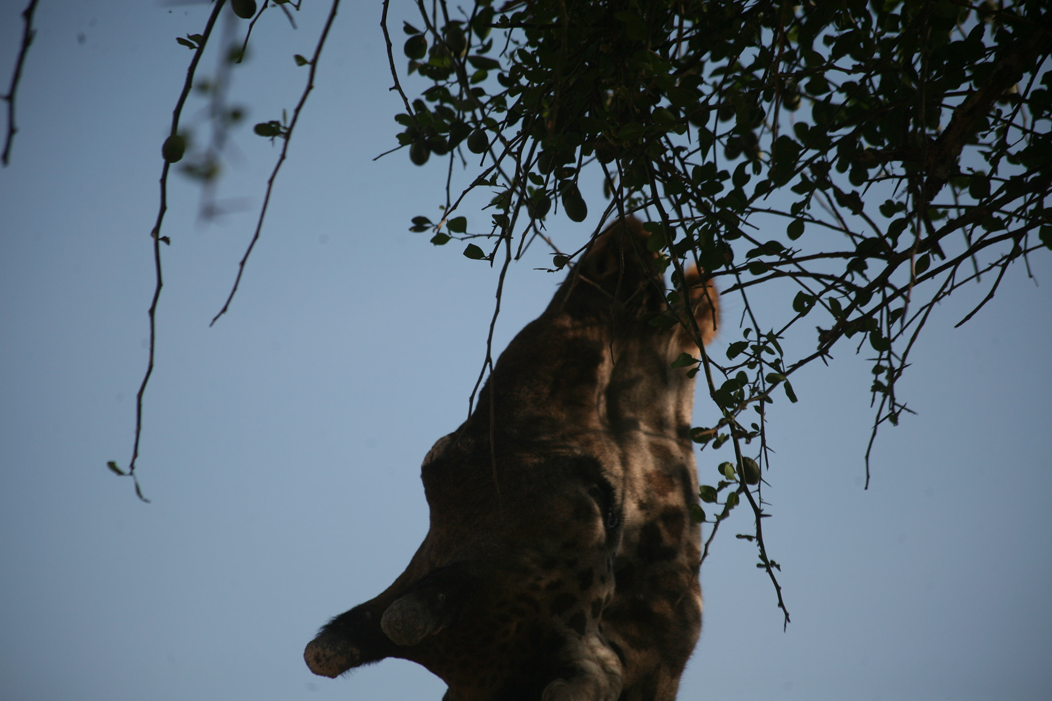 Canon EF 70-300mm F4-5.6 IS USM sample photo. Tarangire and serengeti photography
