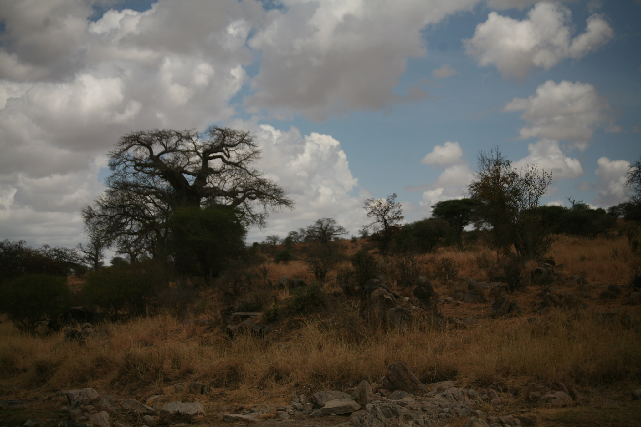 Canon EF 70-300mm F4-5.6 IS USM sample photo. Tarangire and serengeti photography