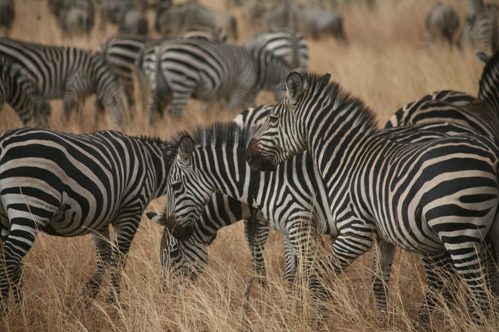 Canon EF 70-300mm F4-5.6 IS USM sample photo. Tarangire and serengeti photography