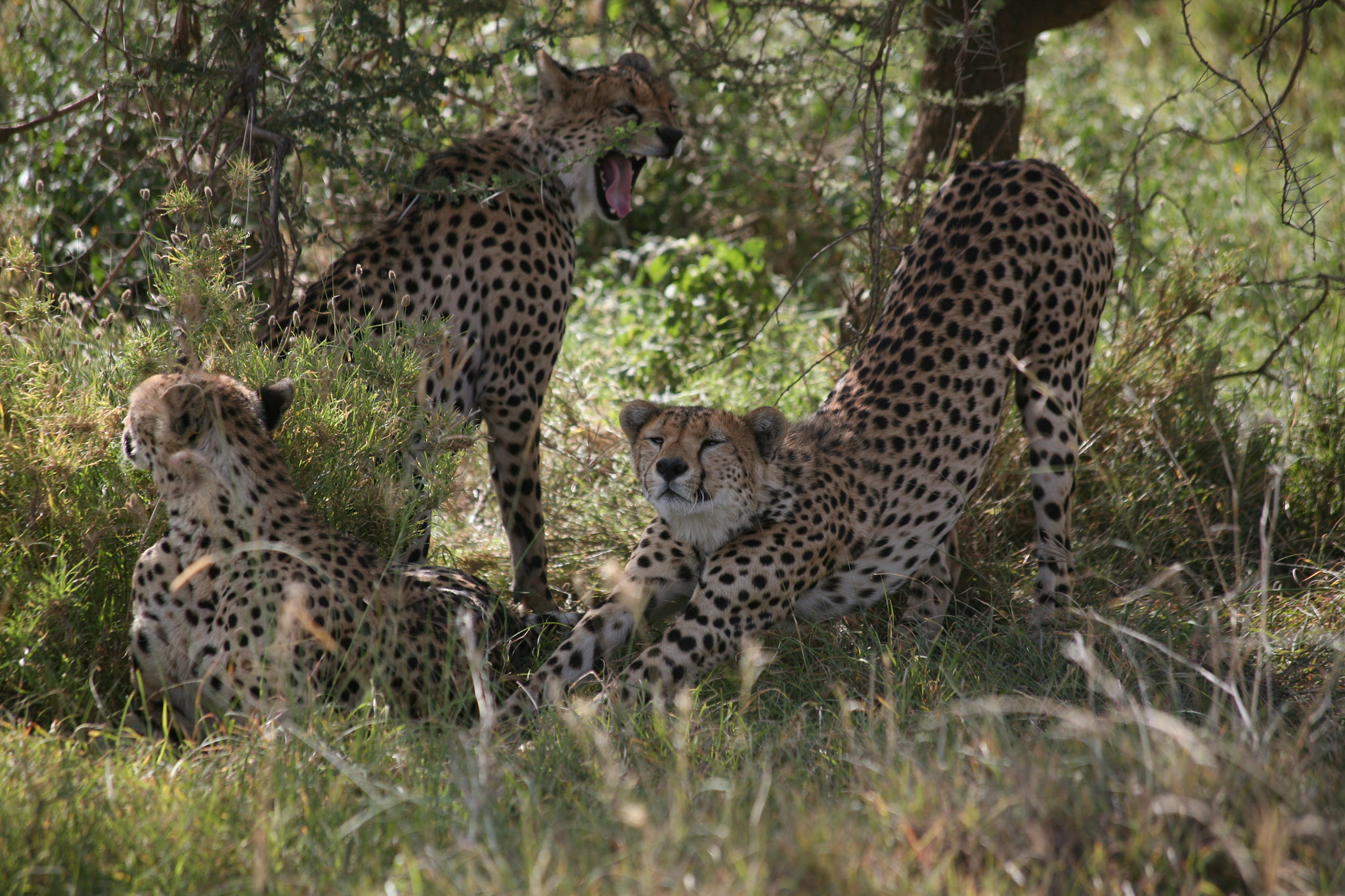 Canon EF 70-300mm F4-5.6 IS USM sample photo. Tarangire and serengeti photography
