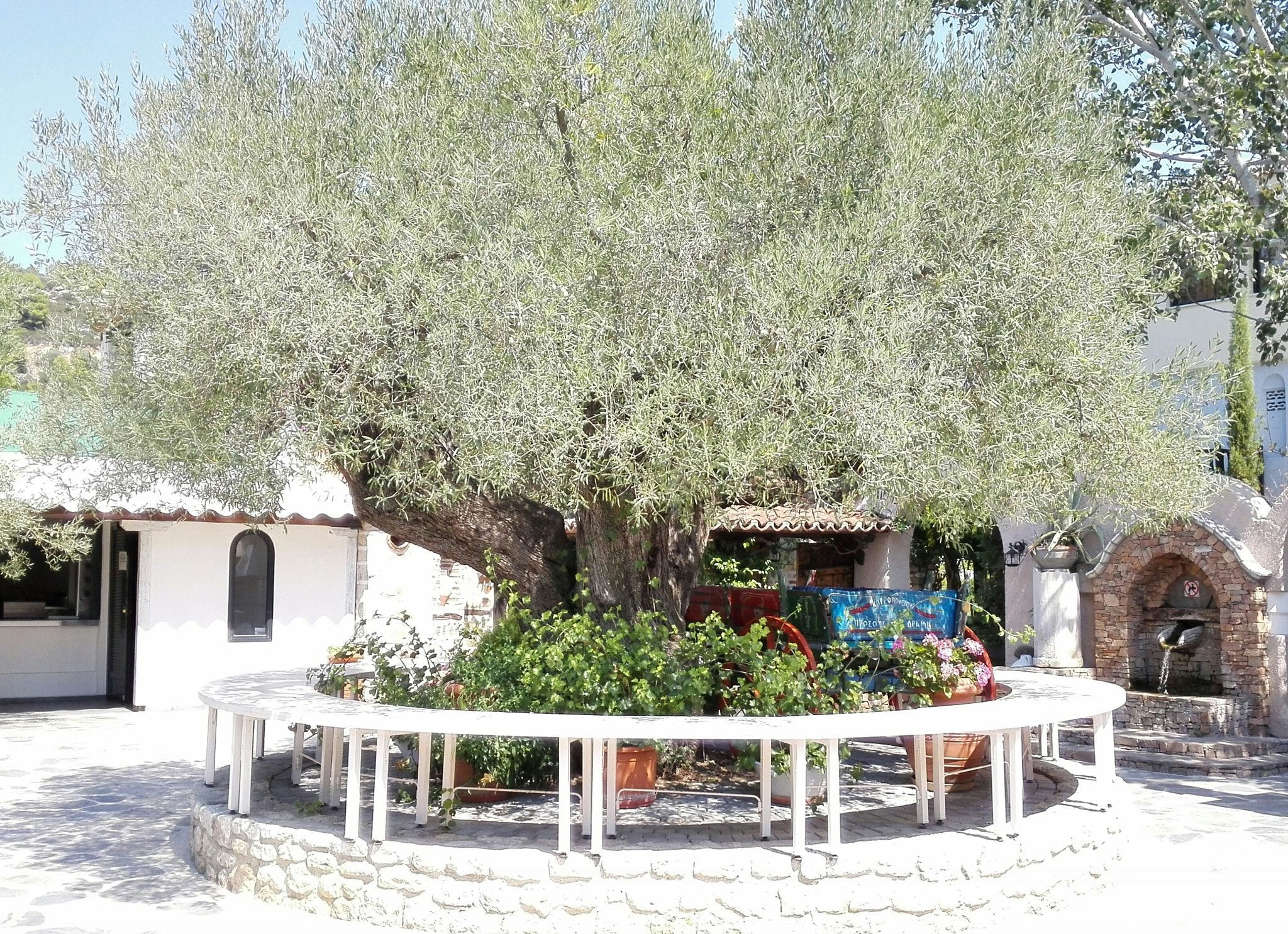 HUAWEI P7-L10 sample photo. Olive, tree photography