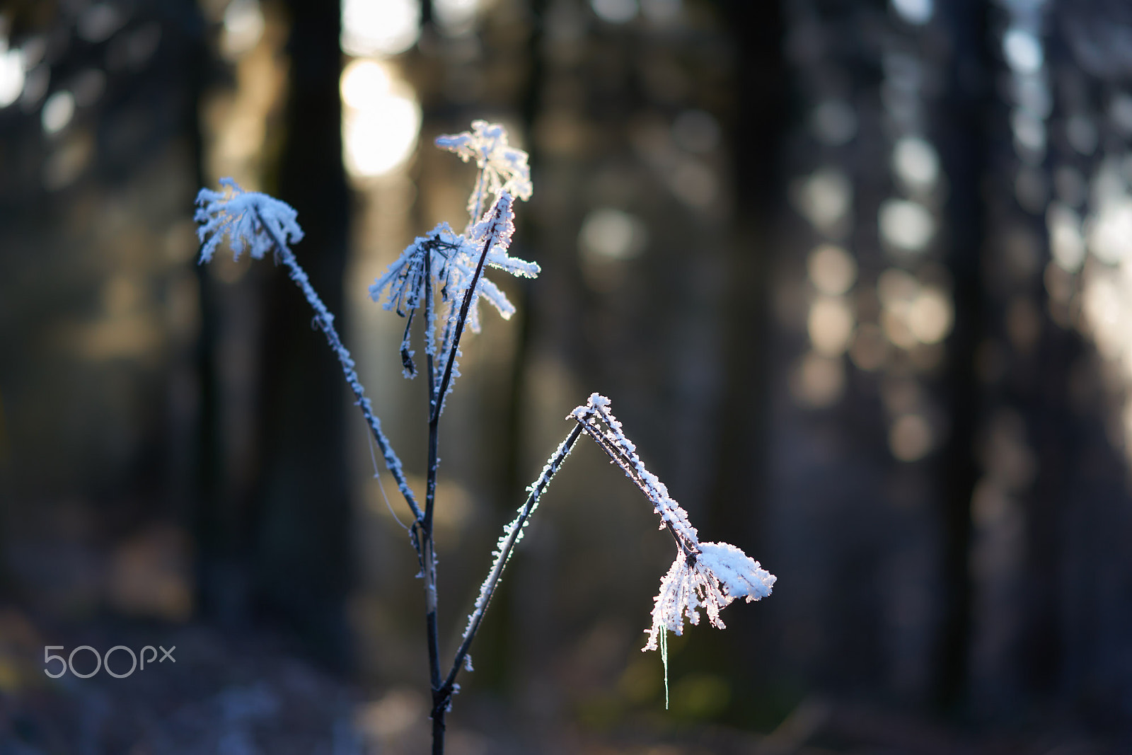Sony Sonnar T* FE 55mm F1.8 ZA sample photo. Frosty umbels (2) photography