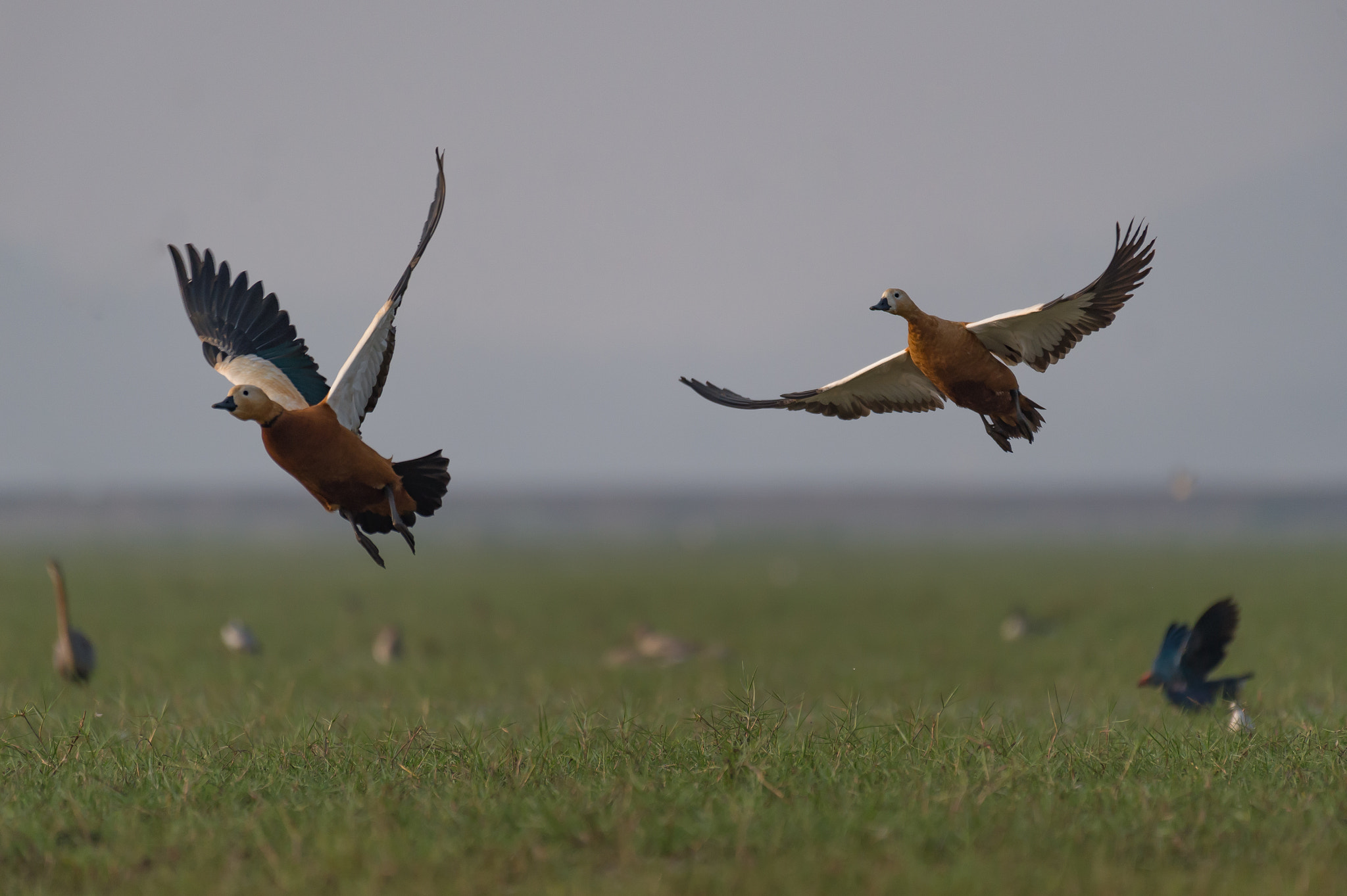 Nikon AF-S Nikkor 200-500mm F5.6E ED VR sample photo. Ruddy shelducks photography