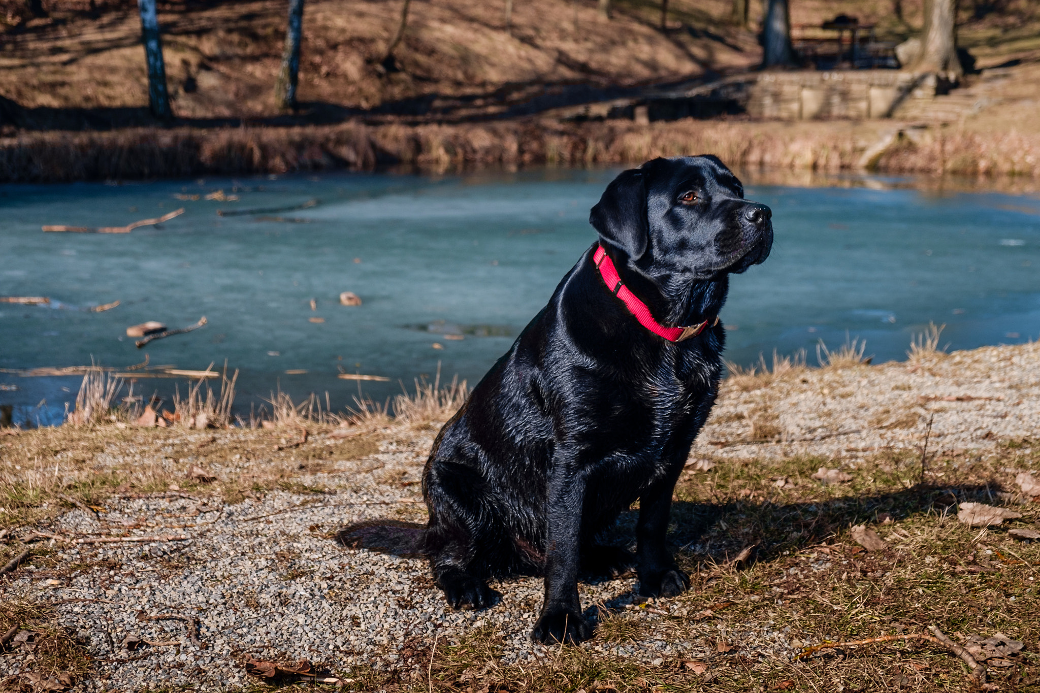 Fujifilm X-Pro1 + Fujifilm XF 18-55mm F2.8-4 R LM OIS sample photo. Black labrador at the pond photography