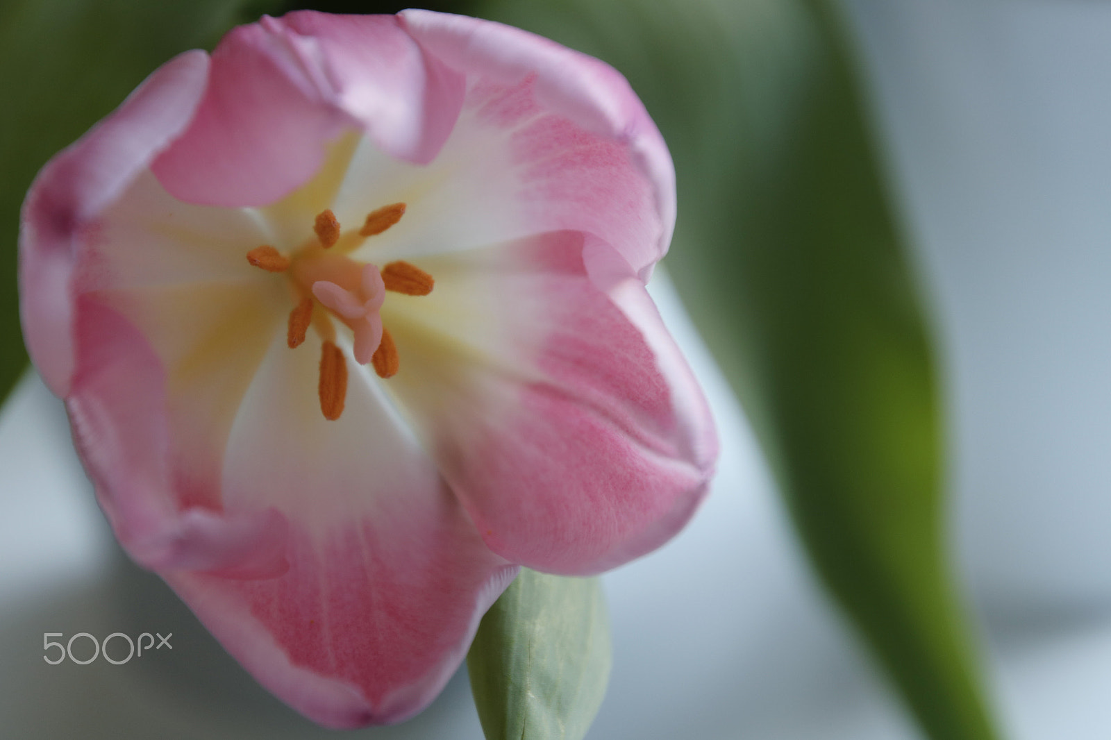 Canon EOS 760D (EOS Rebel T6s / EOS 8000D) sample photo. Tulp photography
