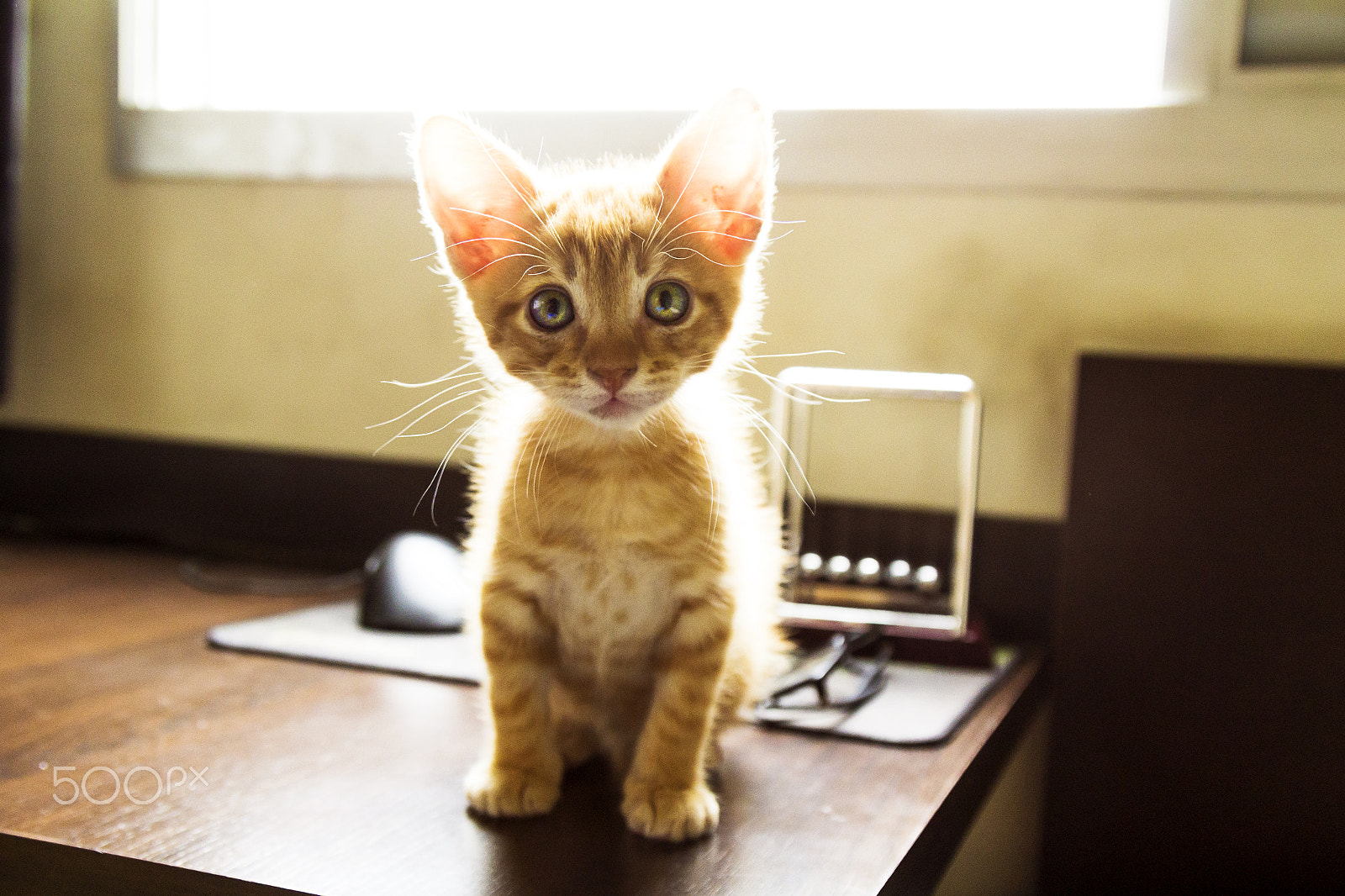 Canon EOS 1200D (EOS Rebel T5 / EOS Kiss X70 / EOS Hi) sample photo. Little kitty photography