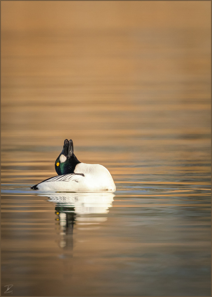 Canon EOS 7D Mark II + Canon EF 400mm F4 DO IS II USM sample photo. Schellente - common goldeneye photography