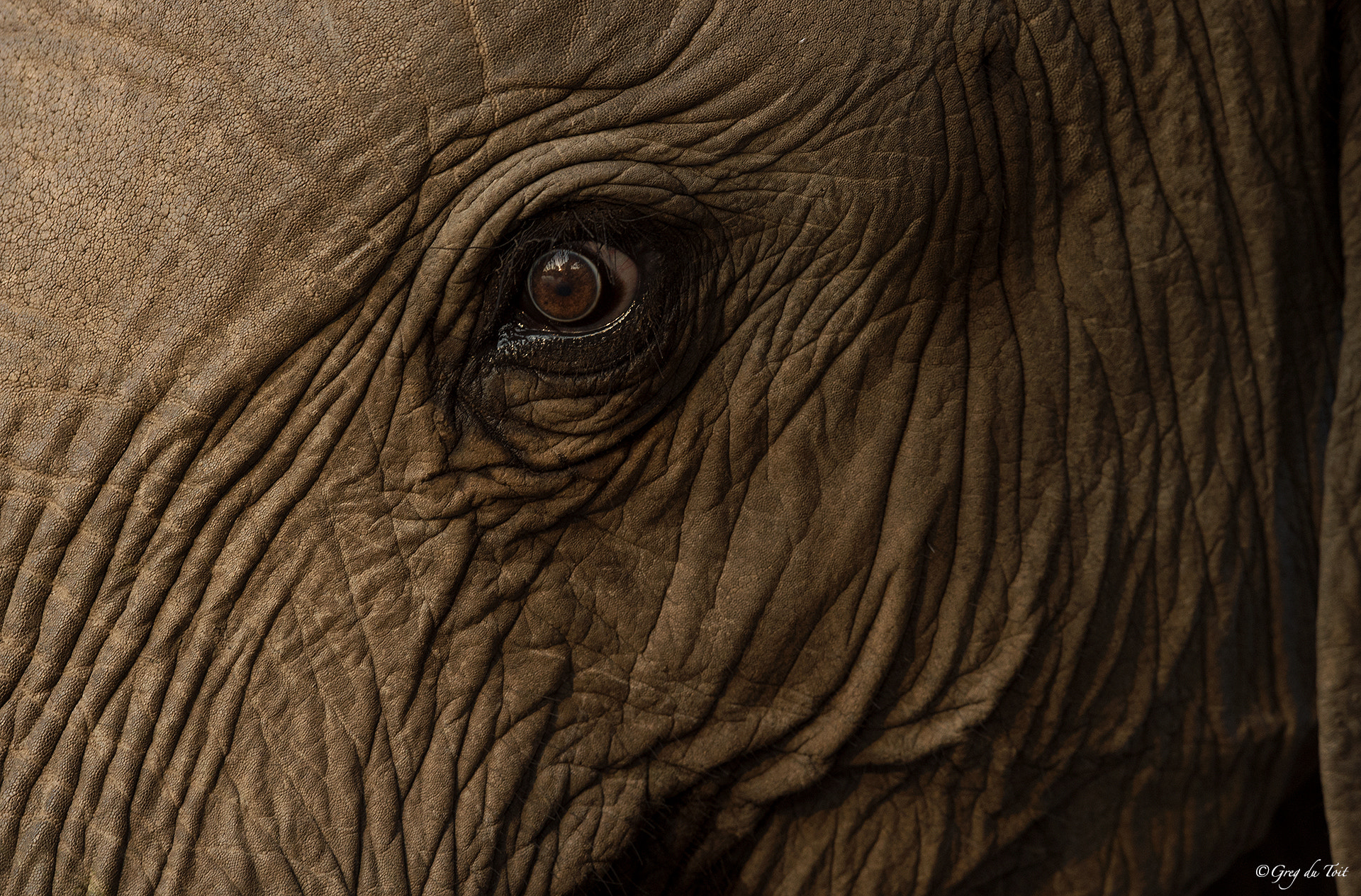 Nikon AF-S Nikkor 500mm F4E FL ED VR sample photo. Beast's eye photography