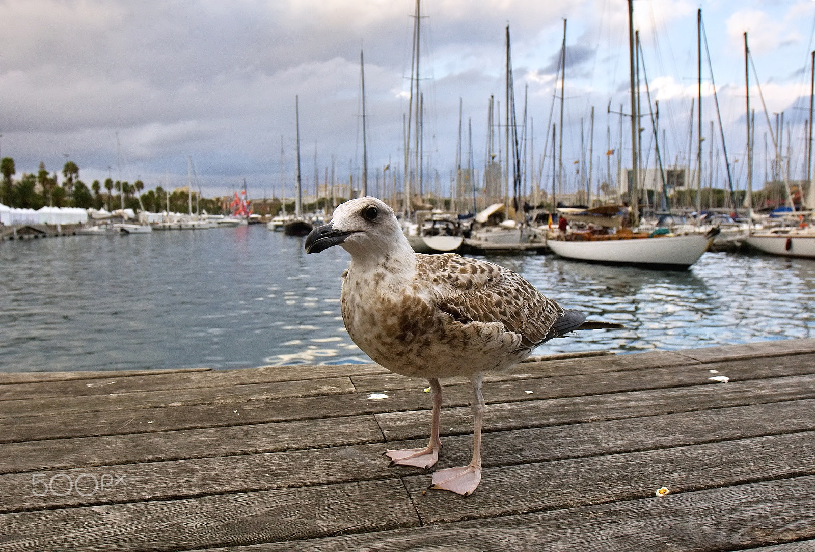 Canon EOS 100D (EOS Rebel SL1 / EOS Kiss X7) sample photo. Barcelona harbour photography