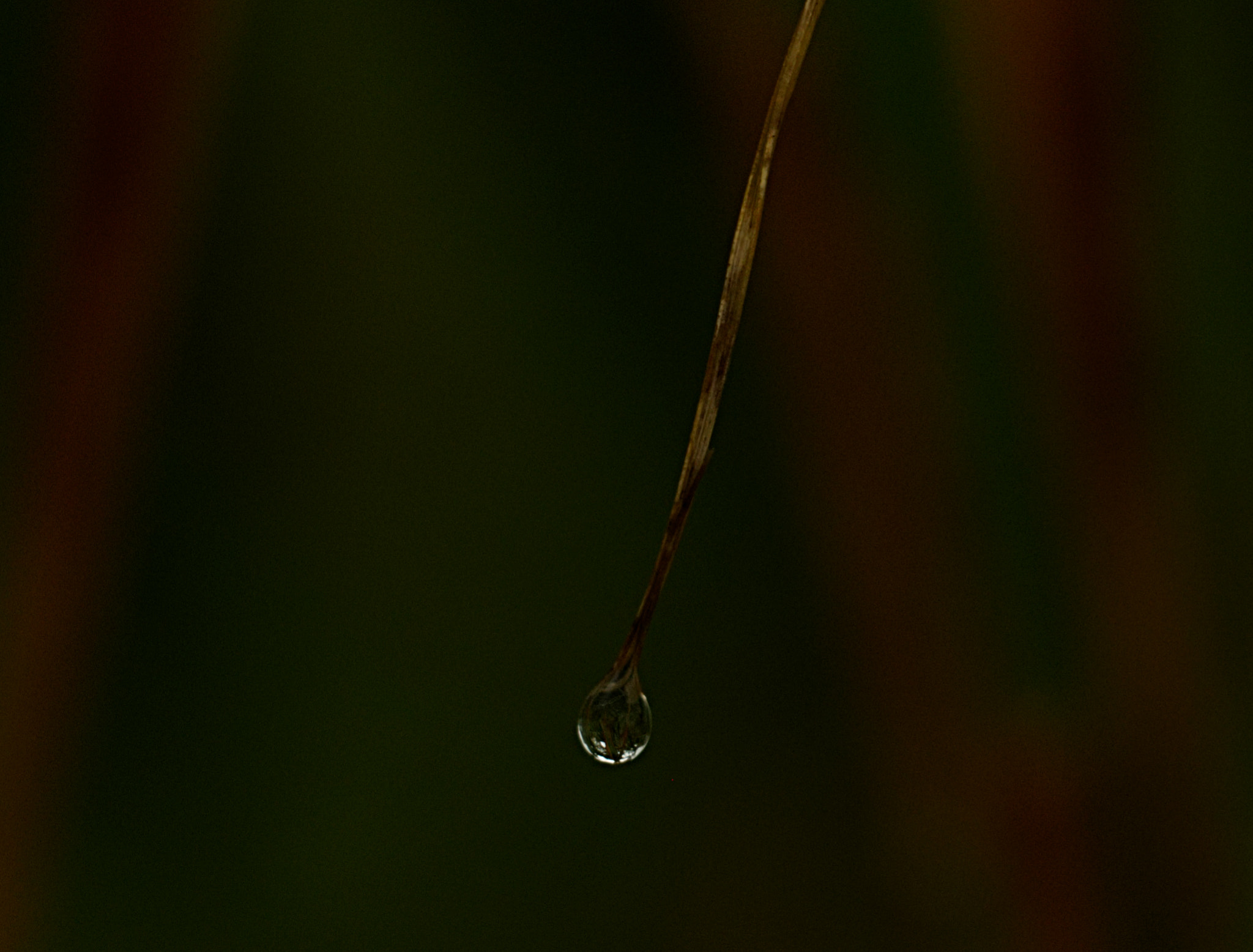 18.0 - 135.0 mm sample photo. A dew drop photography