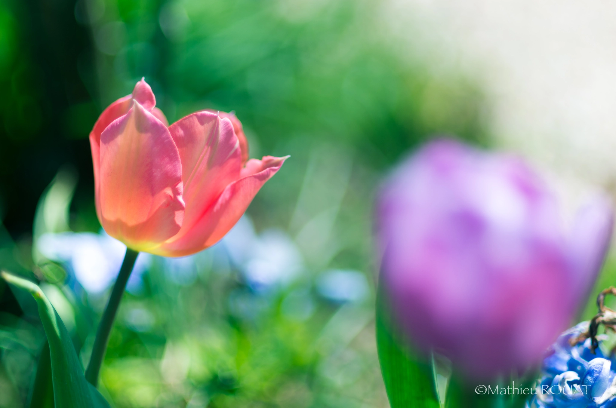 Pentax K-5 IIs sample photo. A flower dream photography