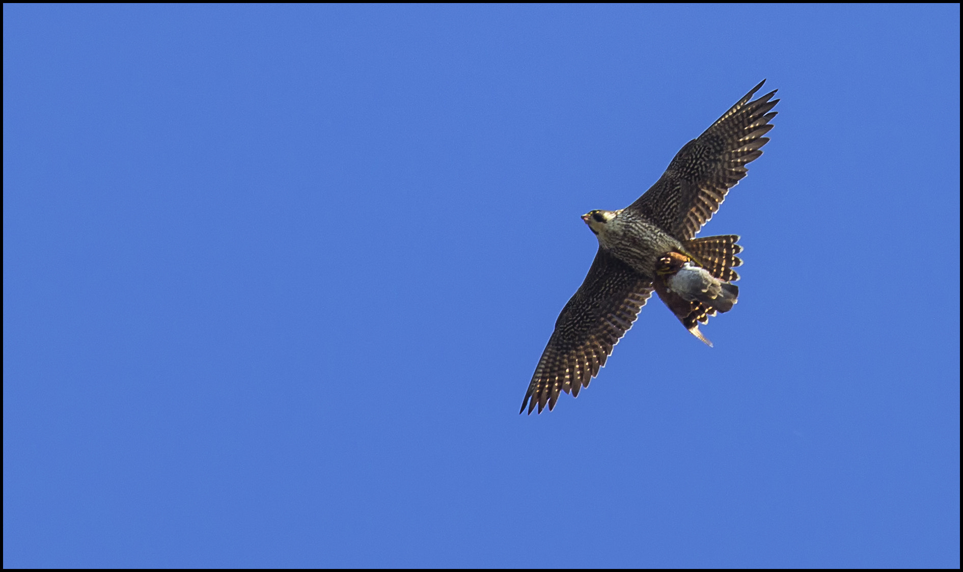 Canon EF 100-400mm F4.5-5.6L IS USM sample photo. Peregrine falcon and pigeon preyed - falco pellegrino e piccione predato - photography