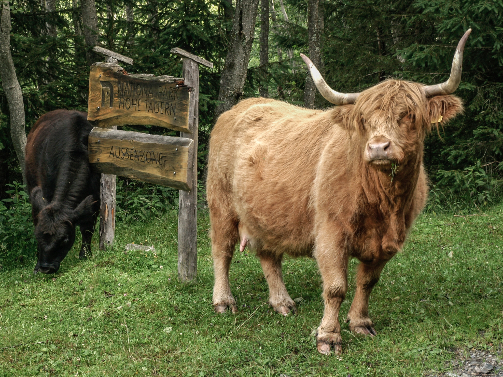 Olympus E-400 (EVOLT E-400) sample photo. Ntl. park cow / would you please let me pass?… ;) photography