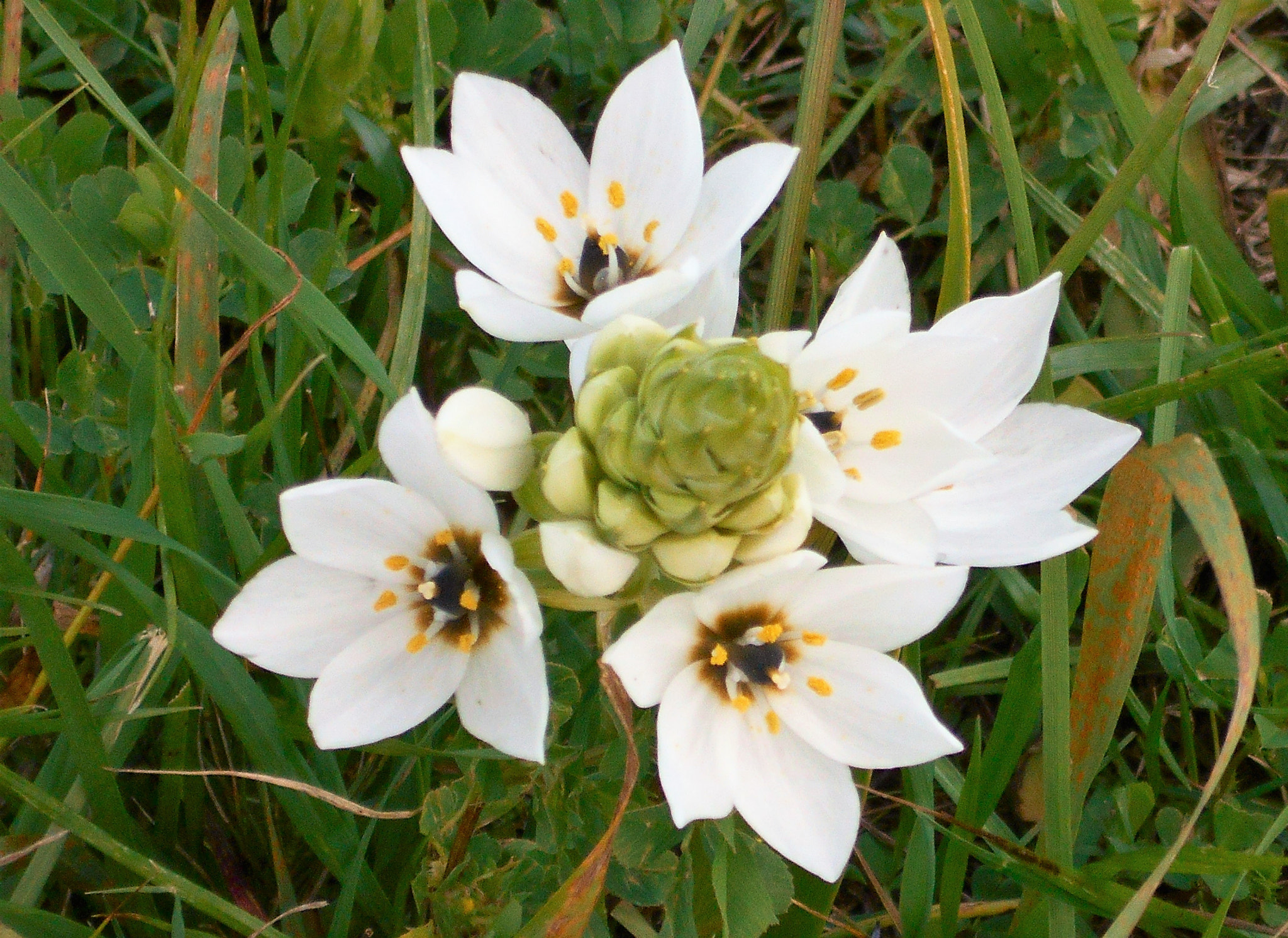 Nikon COOLPIX S2800 sample photo. Chincherinchee flower photography