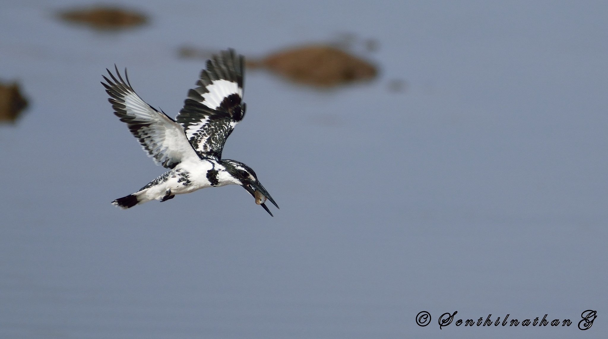 Nikon AF-S Nikkor 200-500mm F5.6E ED VR sample photo. Pied kingfisher photography